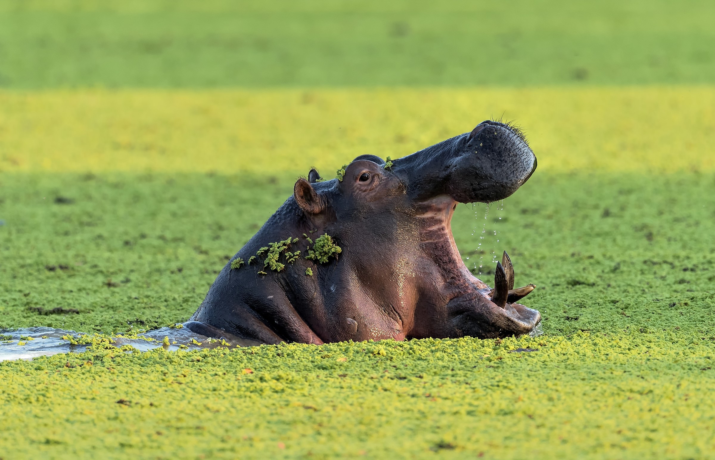 Zimbabwe 2015 - Ippo