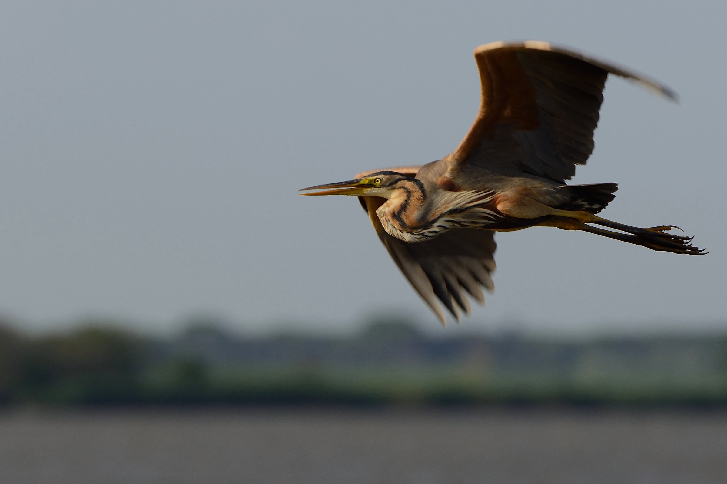 Purple Heron