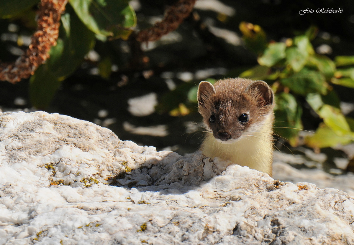 The tender Ermine ....