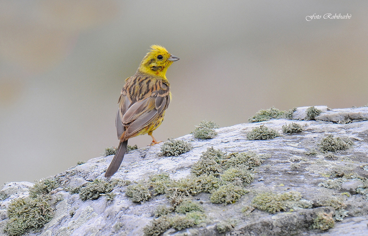 Yellowhammer ...