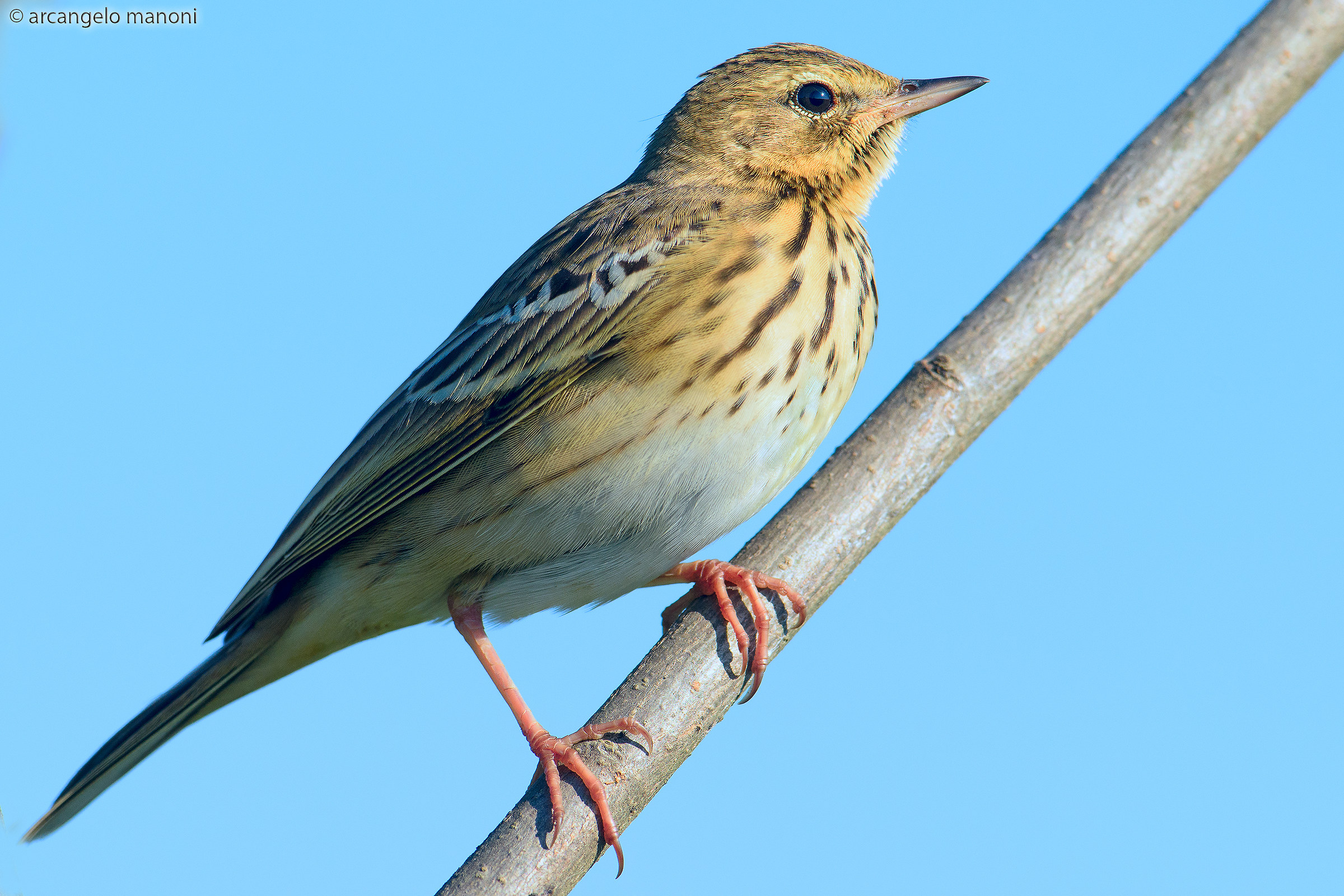 Lo slendido prispolone dal piumaggio impeccabile