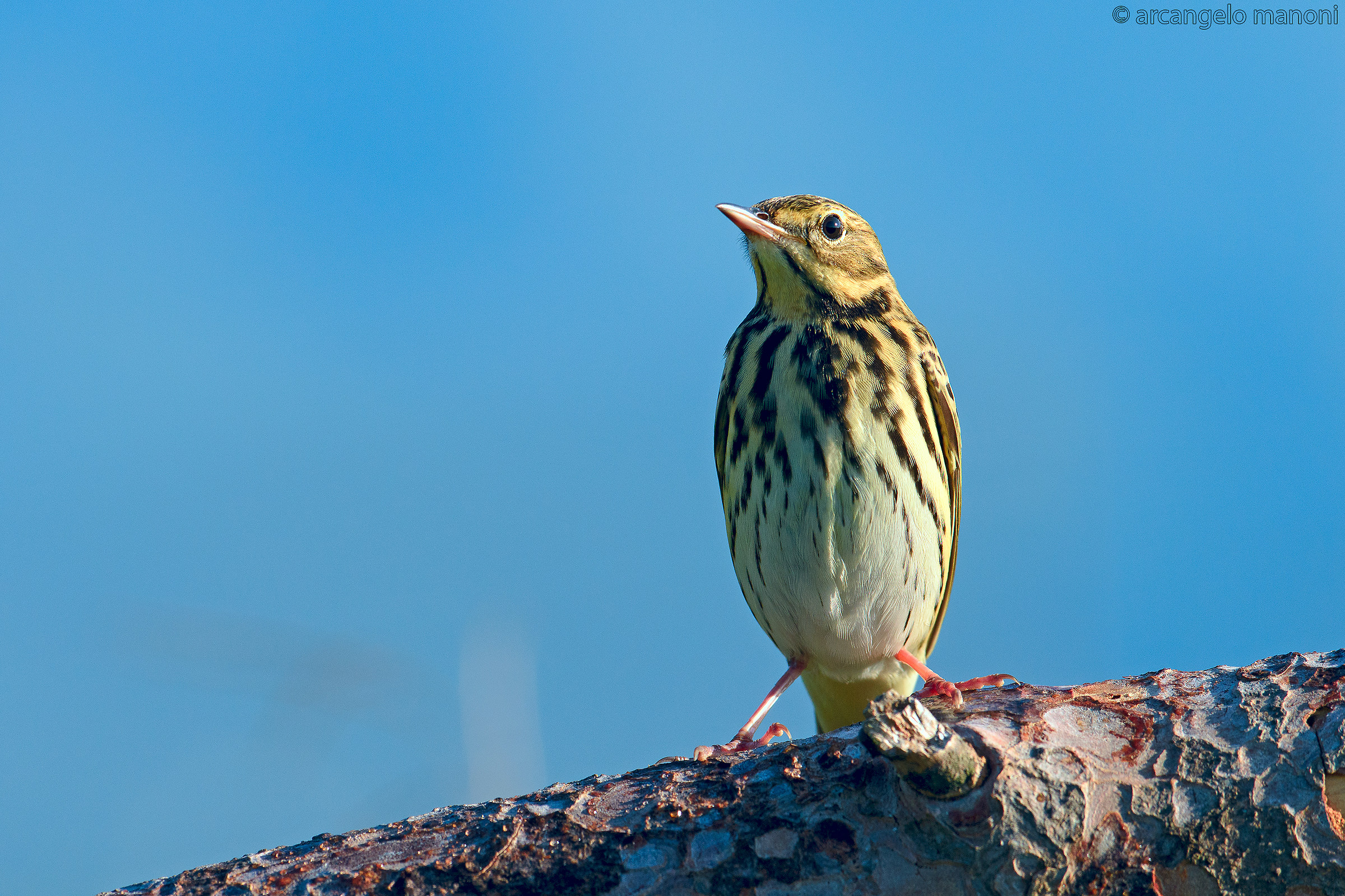 Prispolone a zampe divaricate