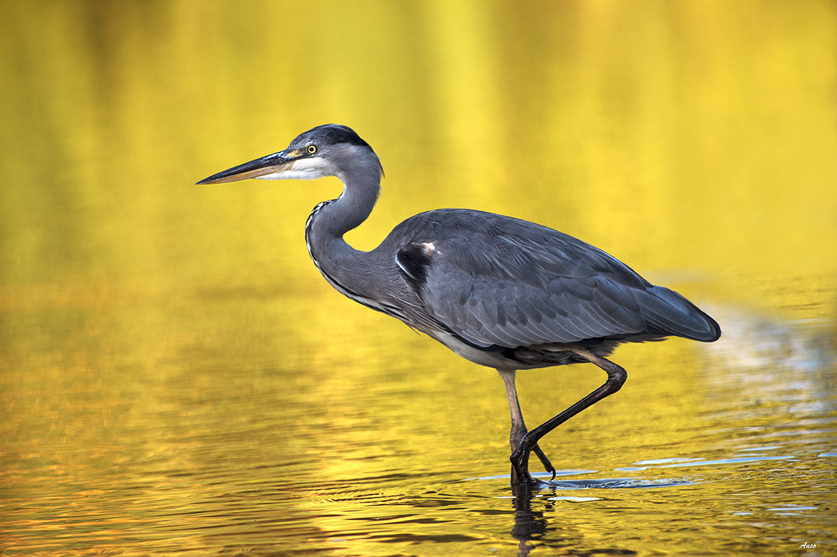 tramonto nel palude di scarlino