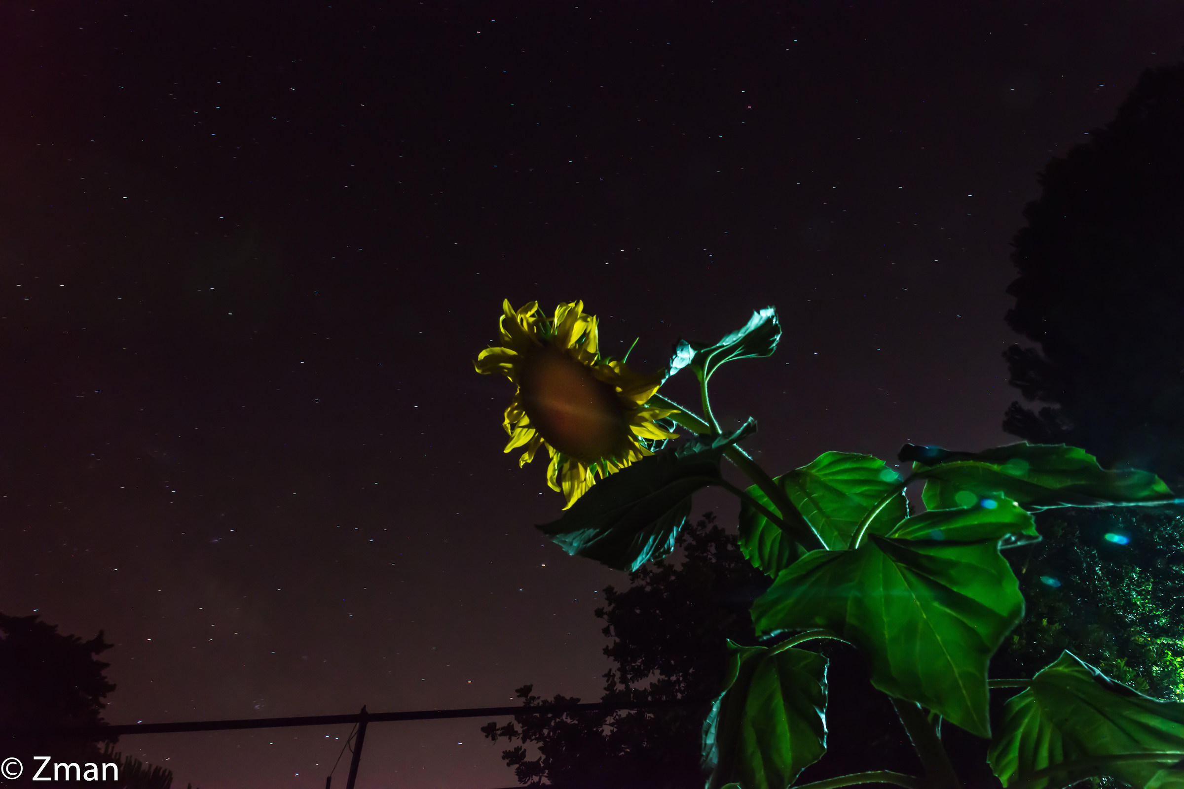 Sunflower glowing in The Night