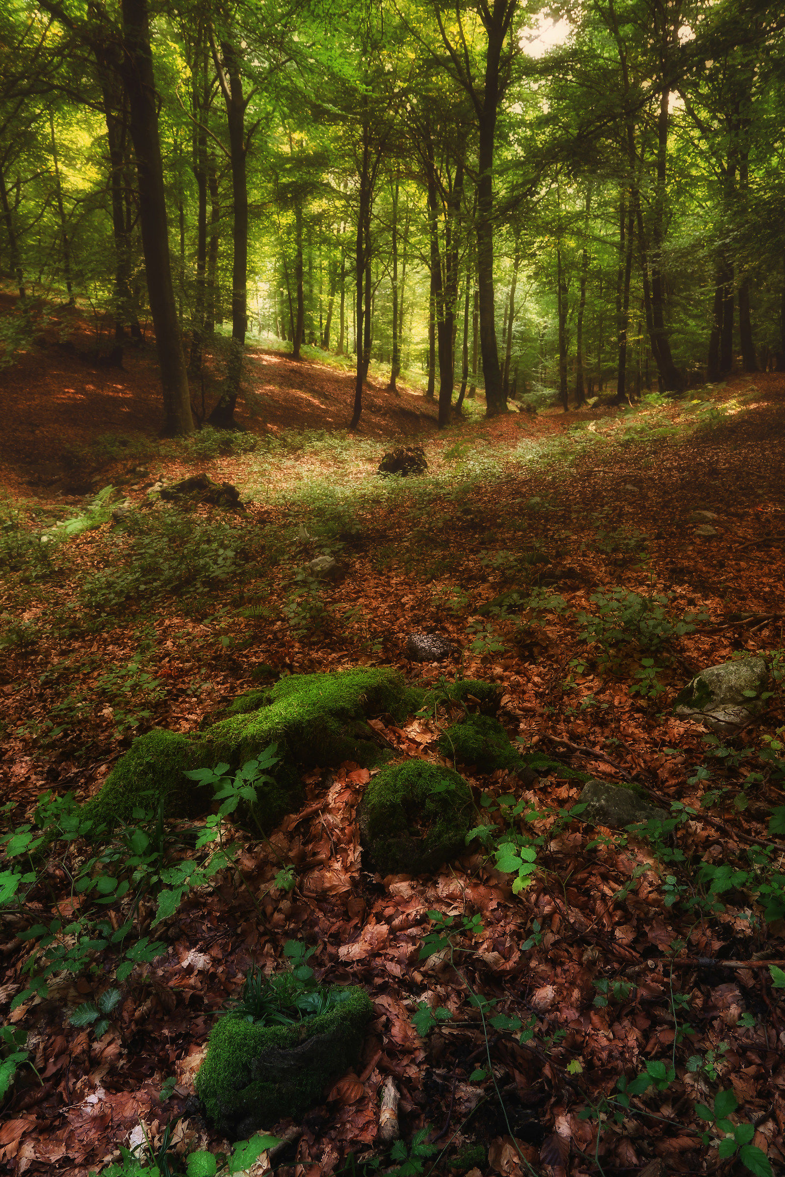 Passeggiando nel bosco