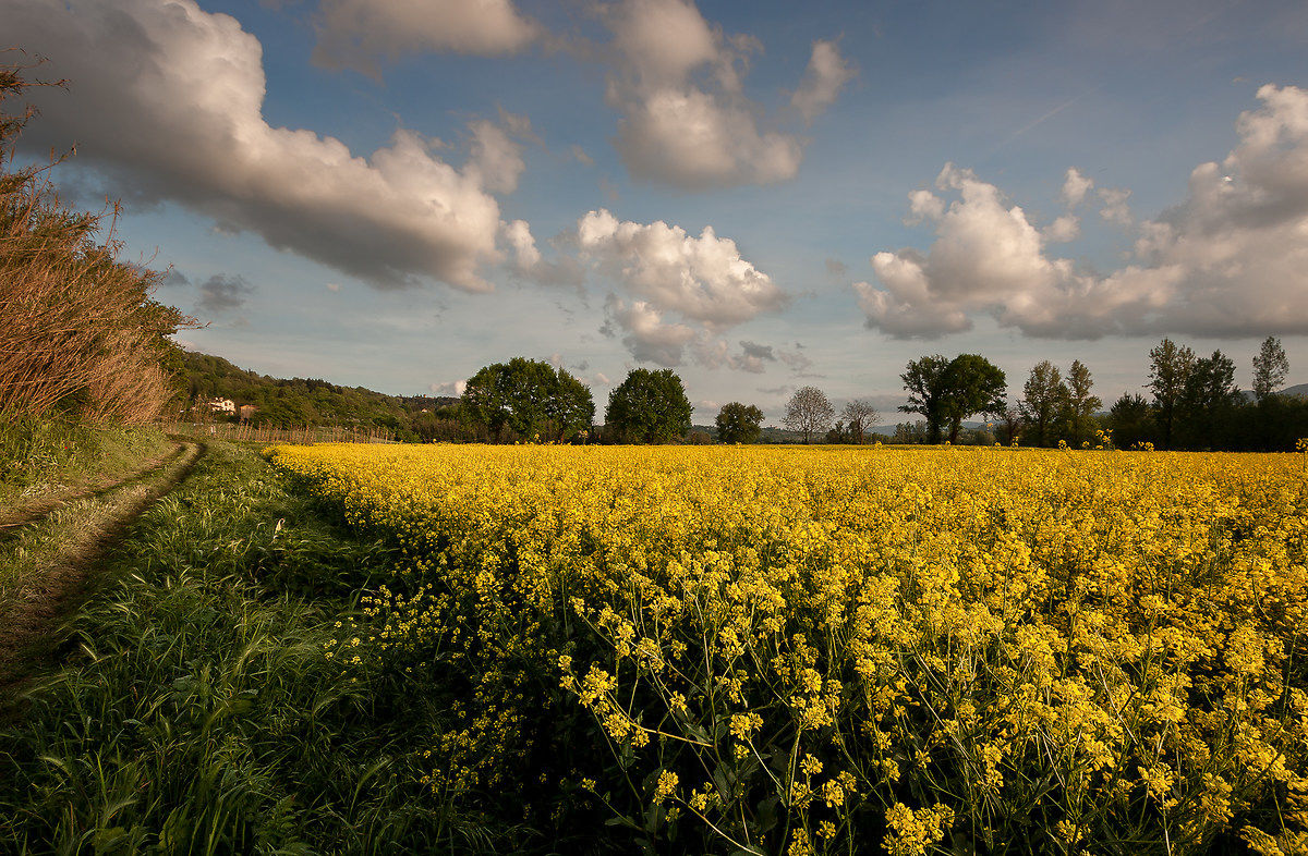 April sweet flourish ...