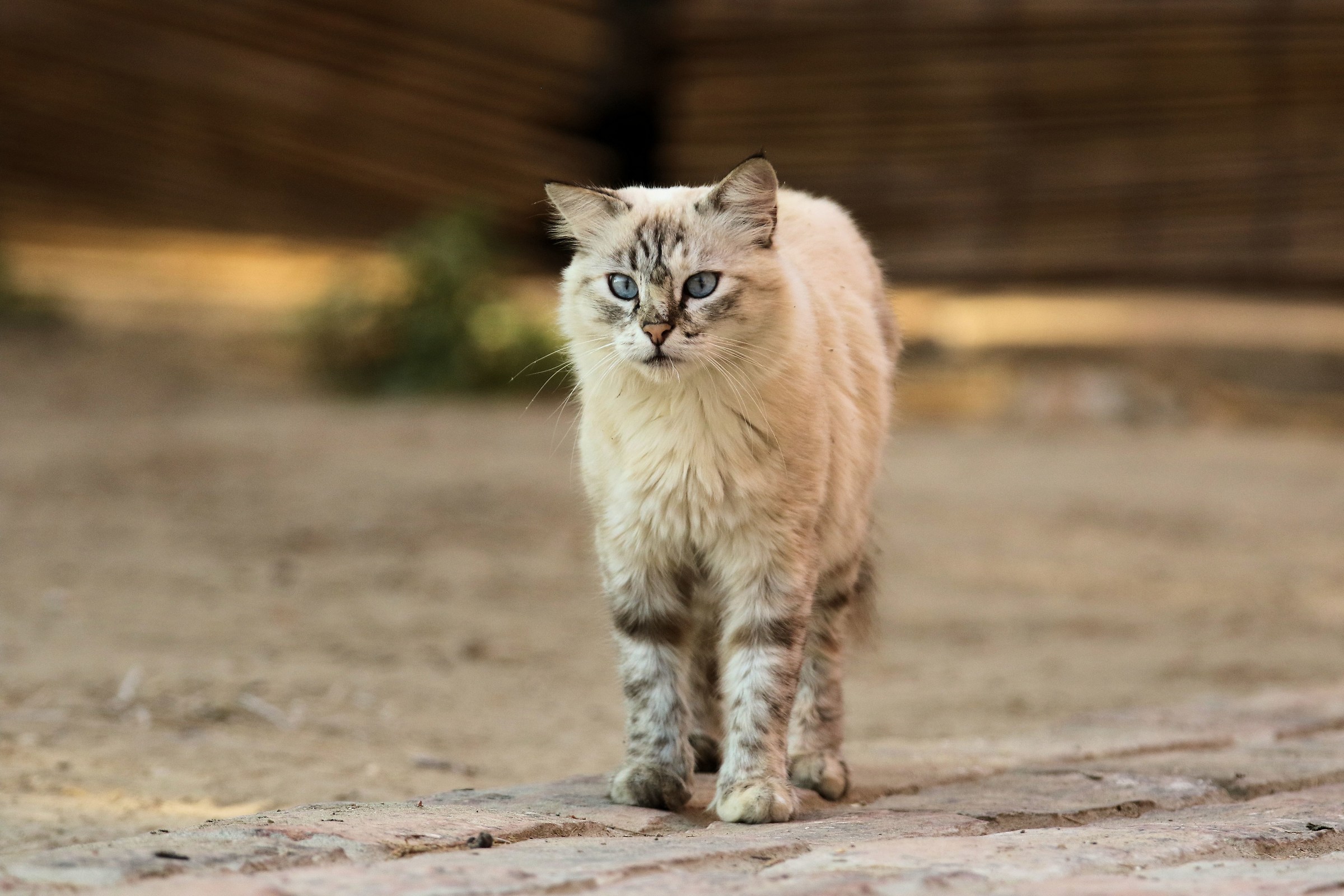 the Paul Newman of the delta