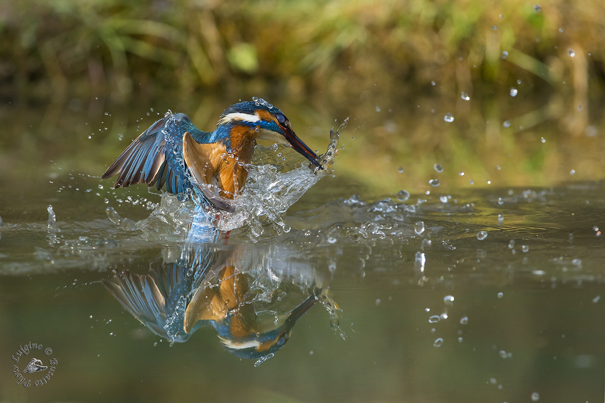 Kingfisher with fish