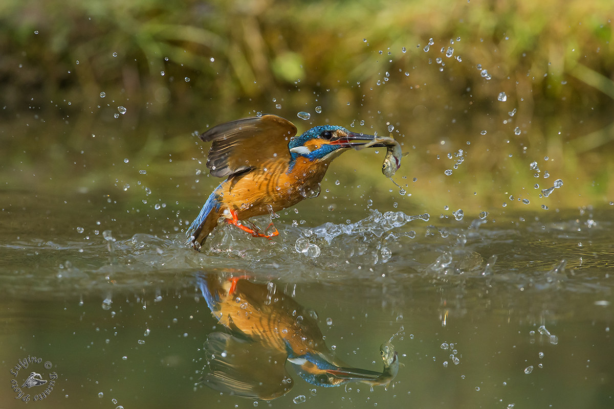 Martin pescatore con il pesce