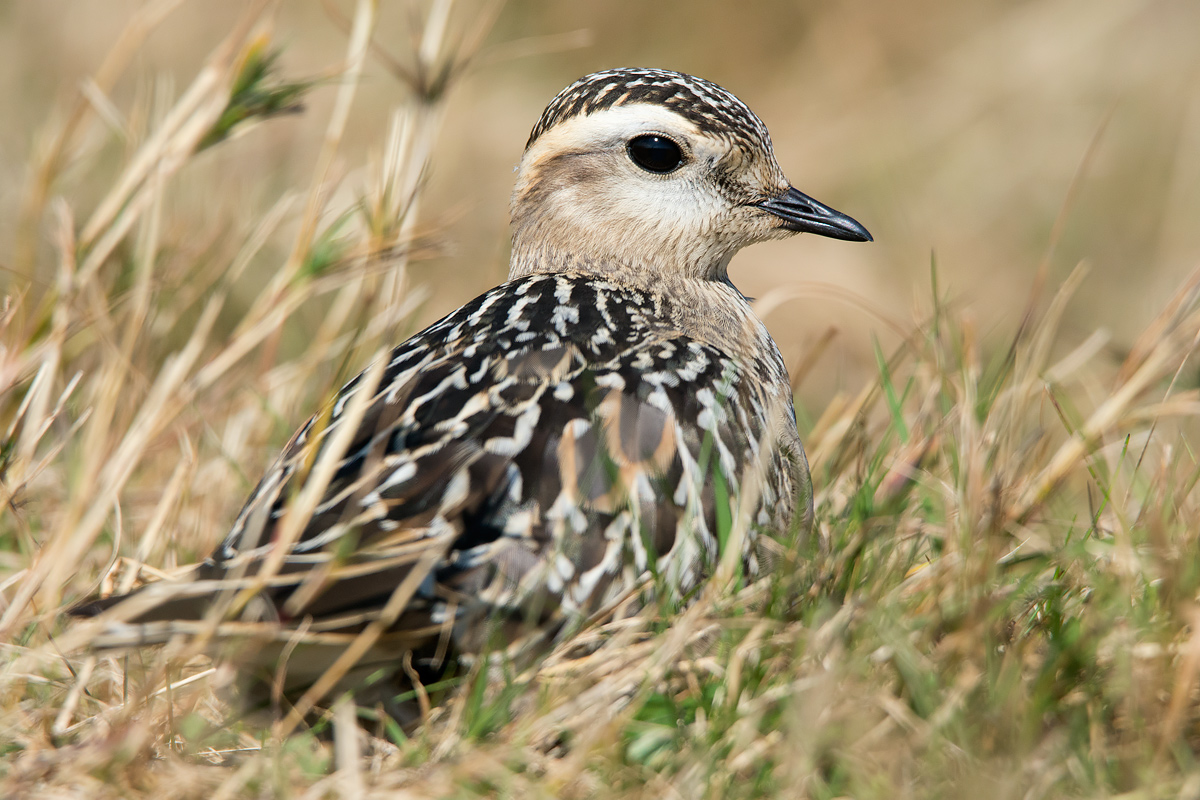 Dotterel