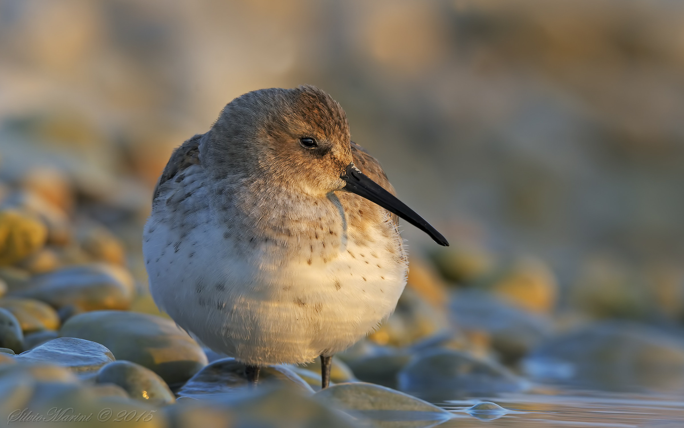 Dunlin (Calidris alpina)