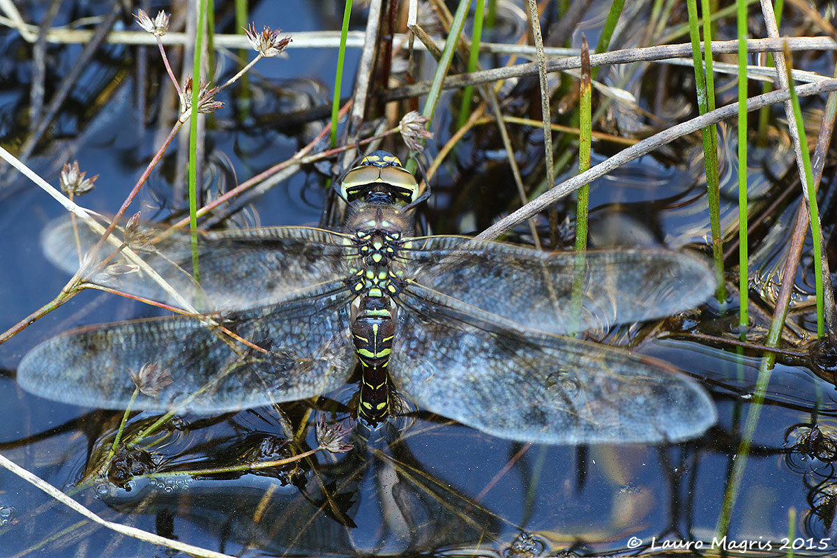 Deposito uova in corso