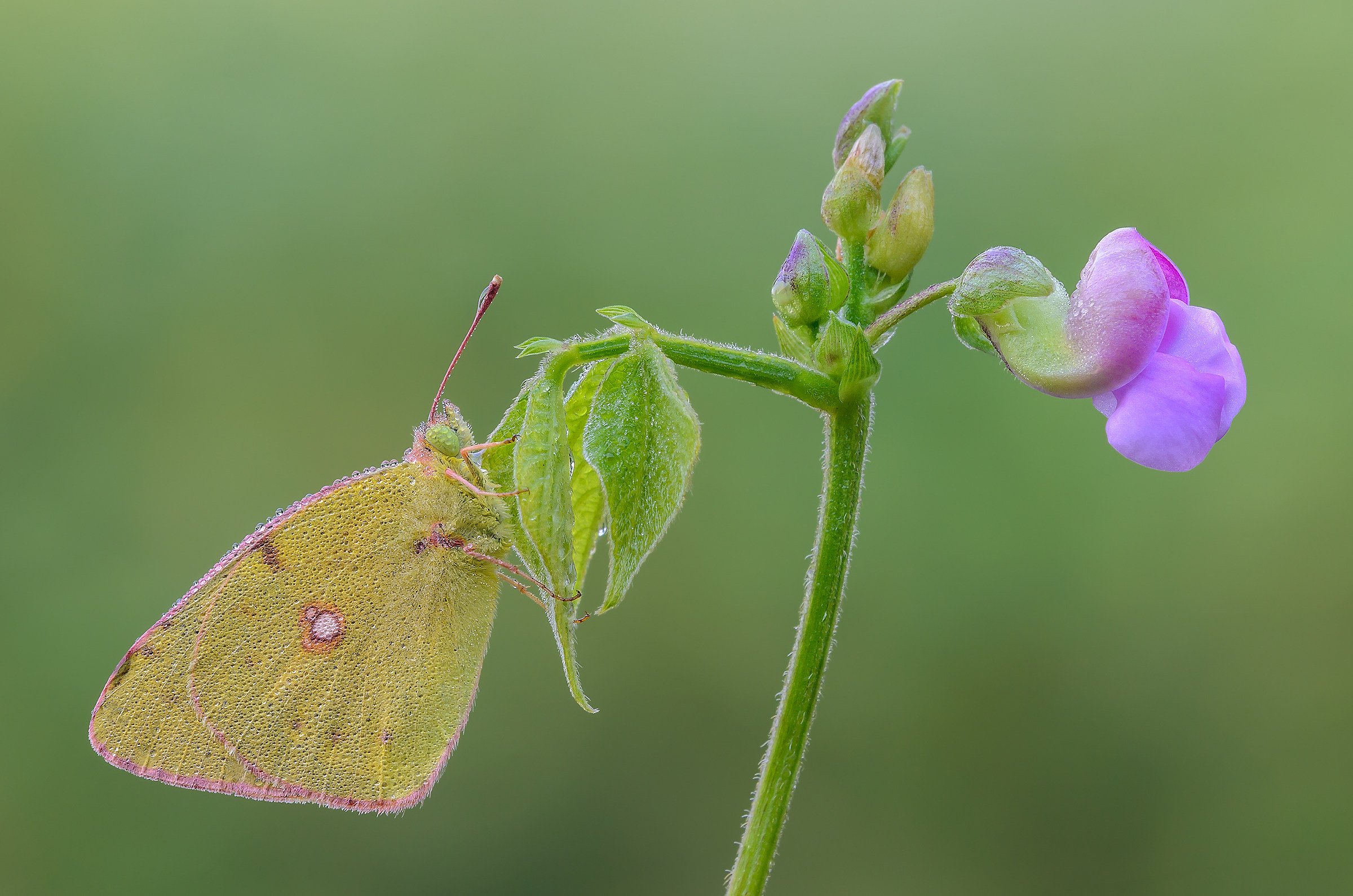 Colias crocea