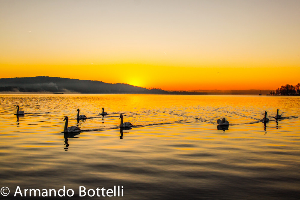 Arona swans at dawn ...