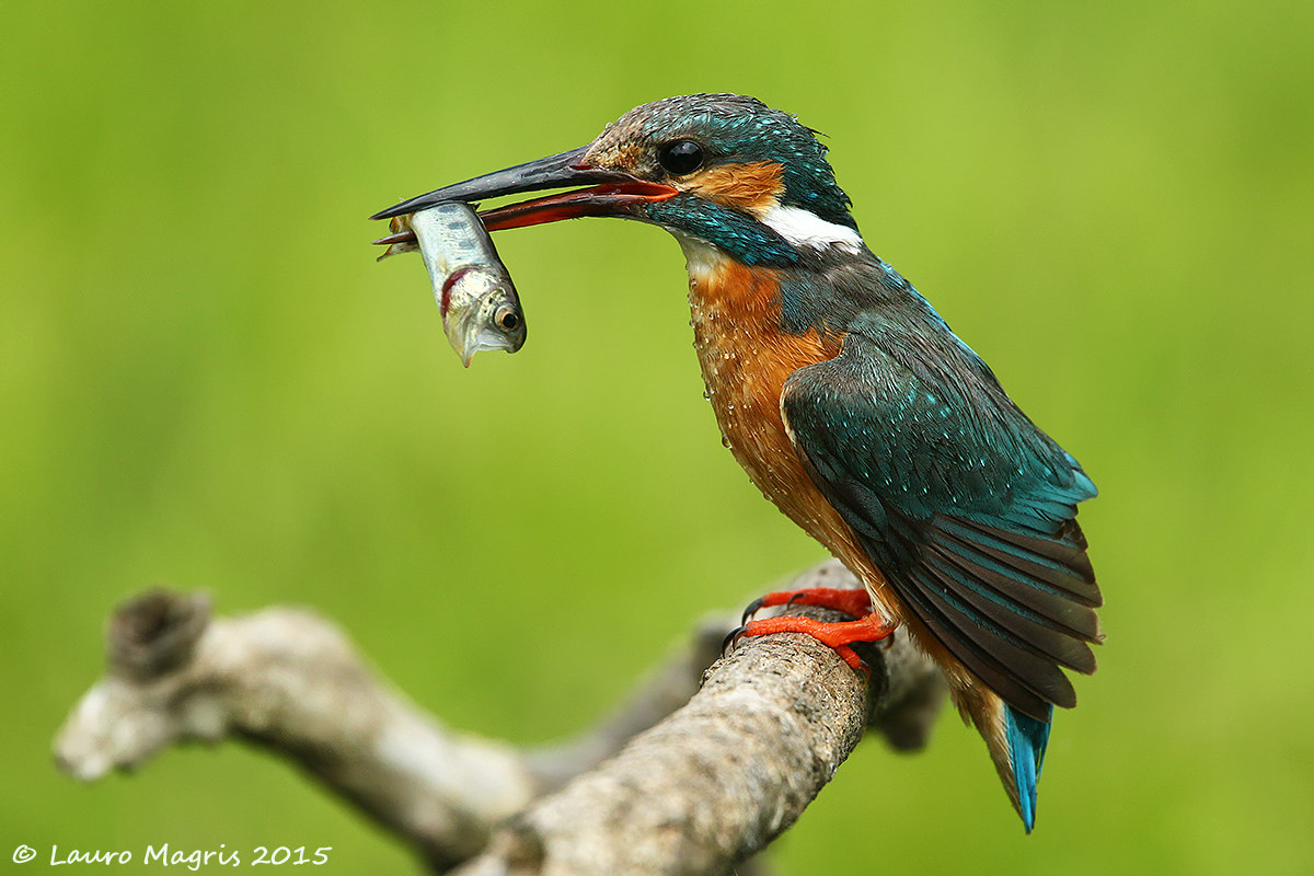 Martina con pesce in bocca