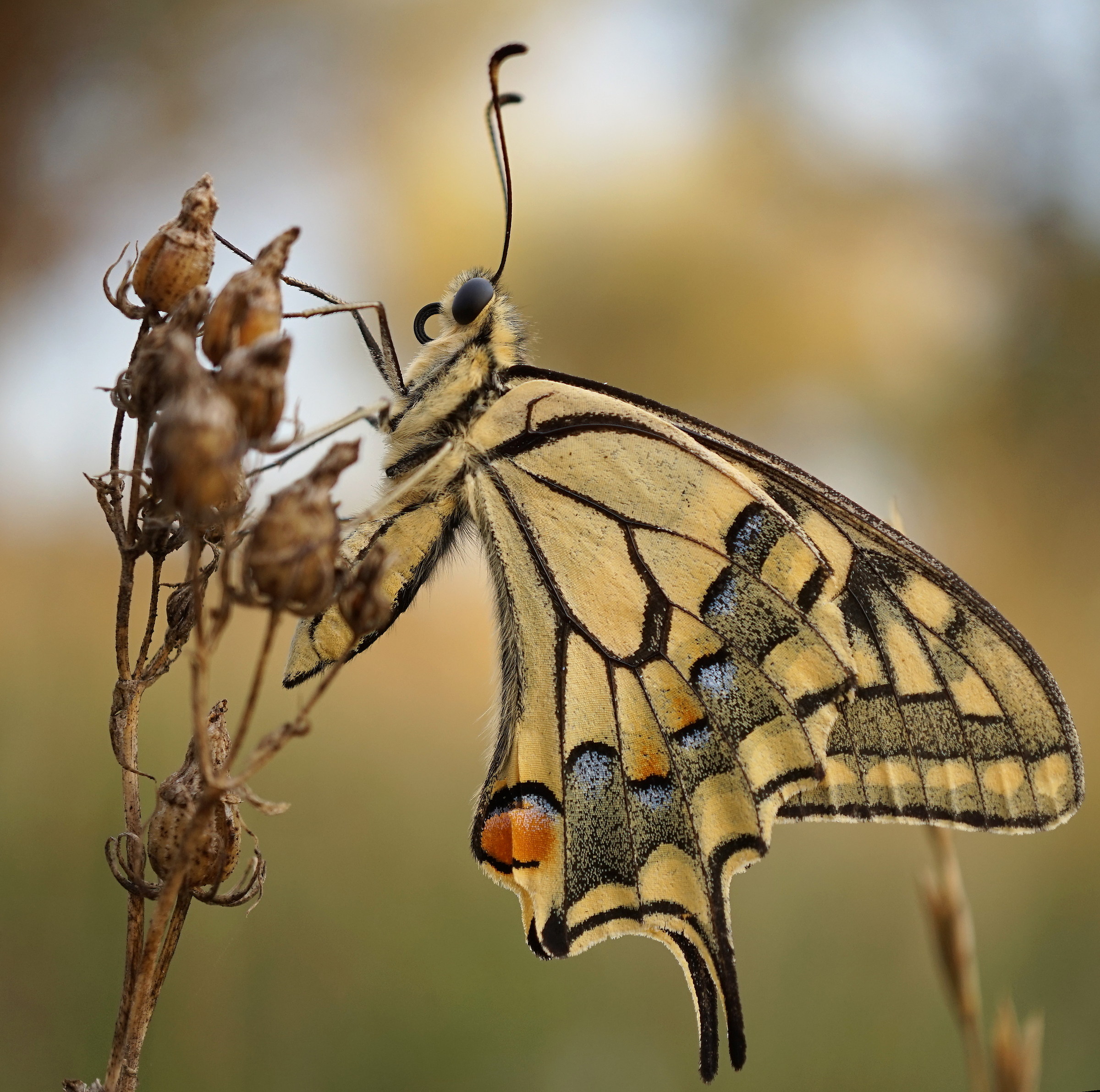 papilio early morning