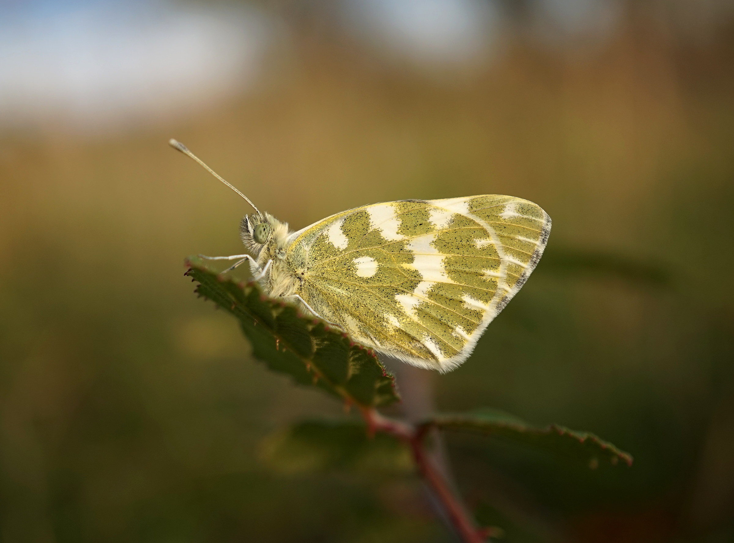 pontia edusa on leaf bramble