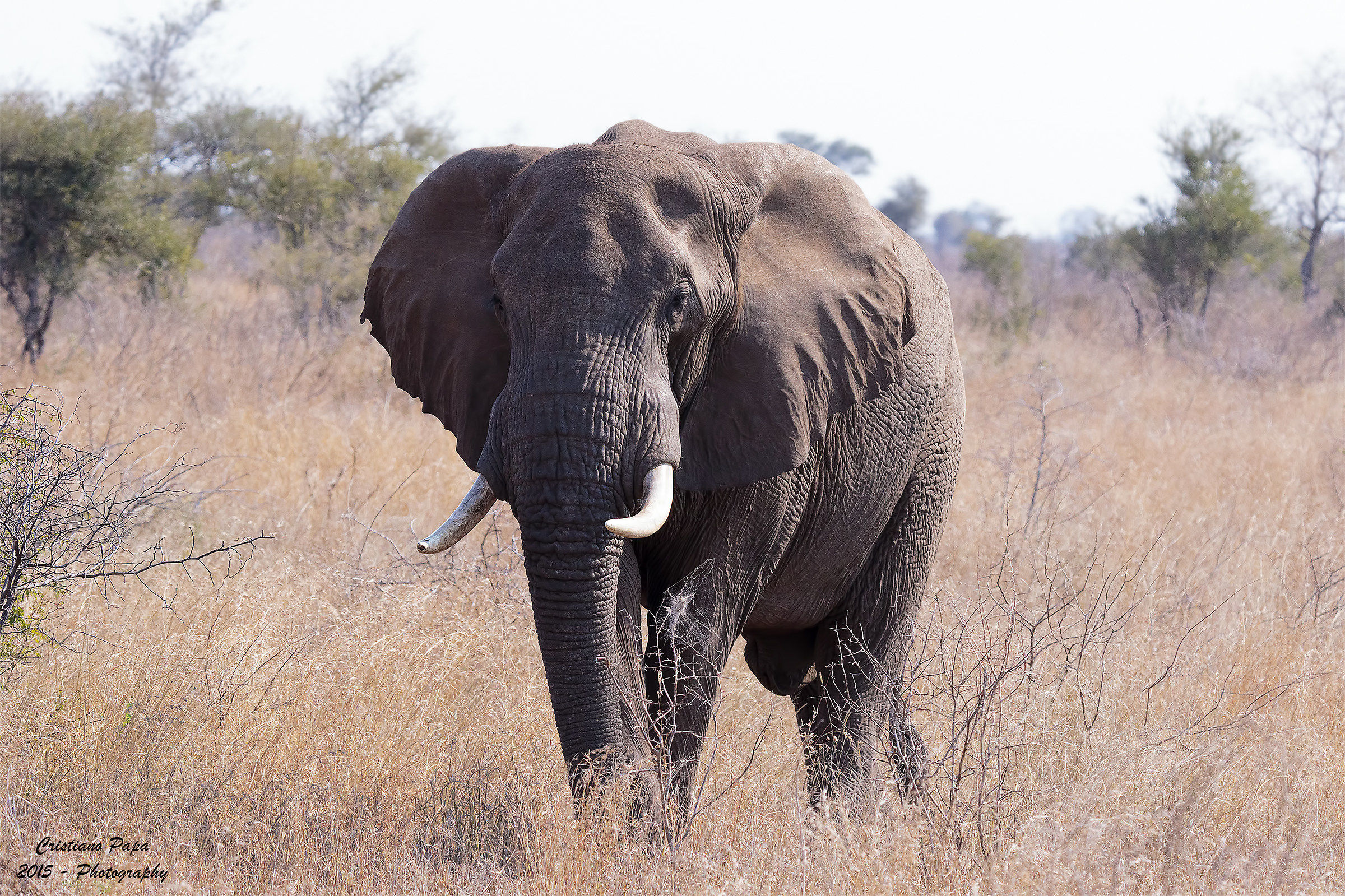 Da vicino è ancora più grosso!!!