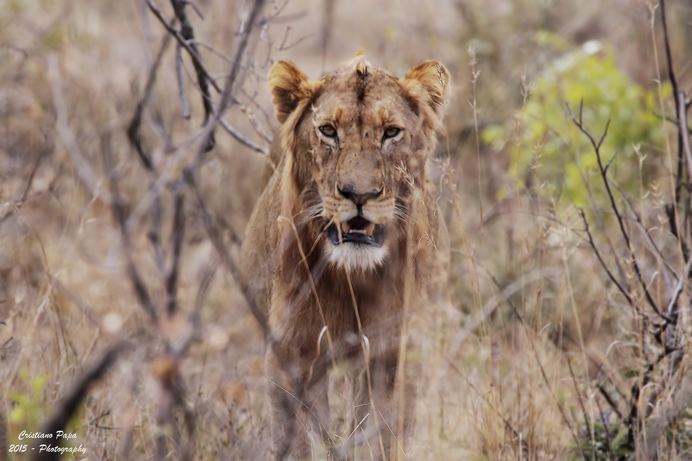 Il re della foresta ci osserva!!!