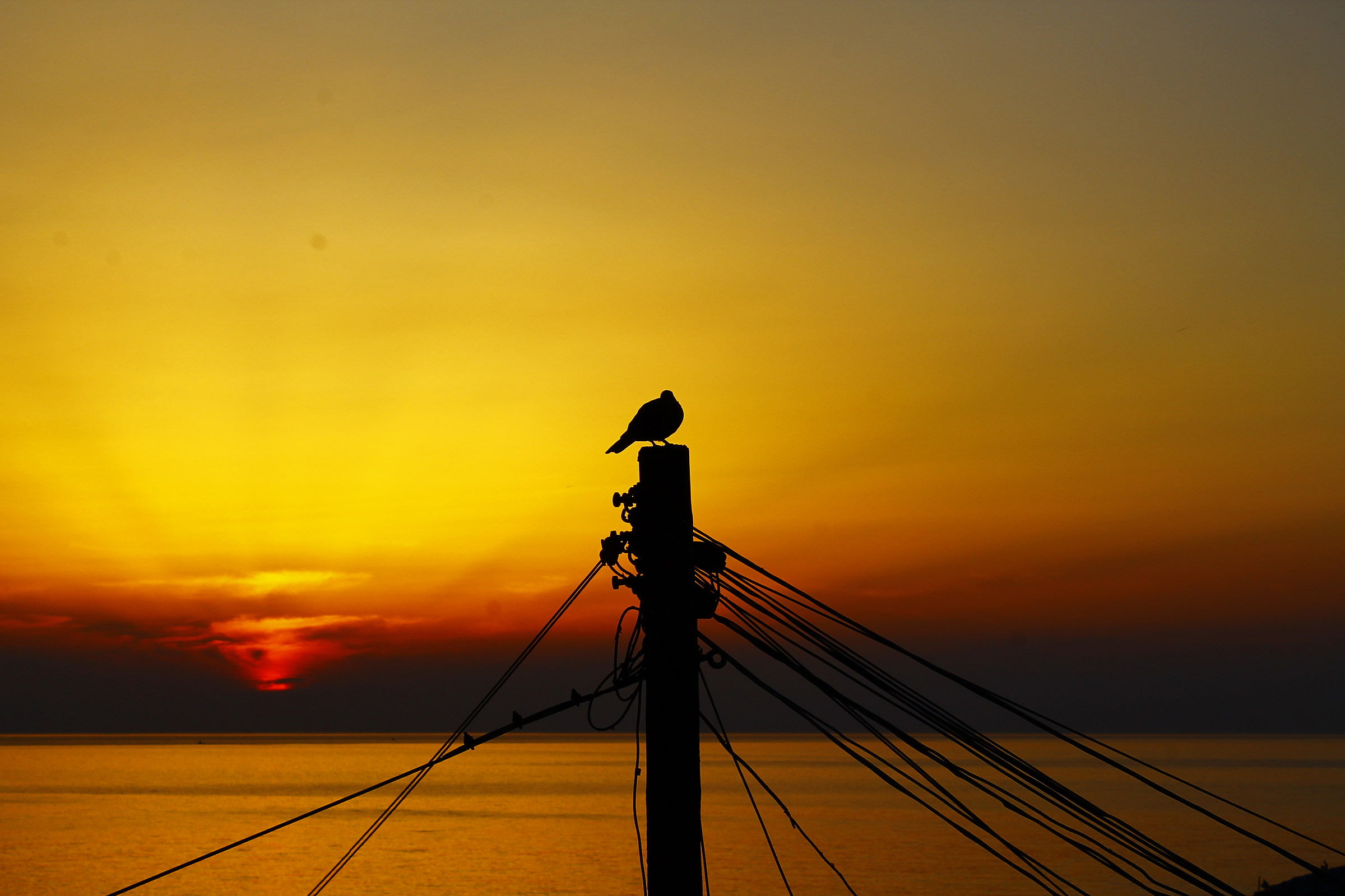 silhouette morning ...