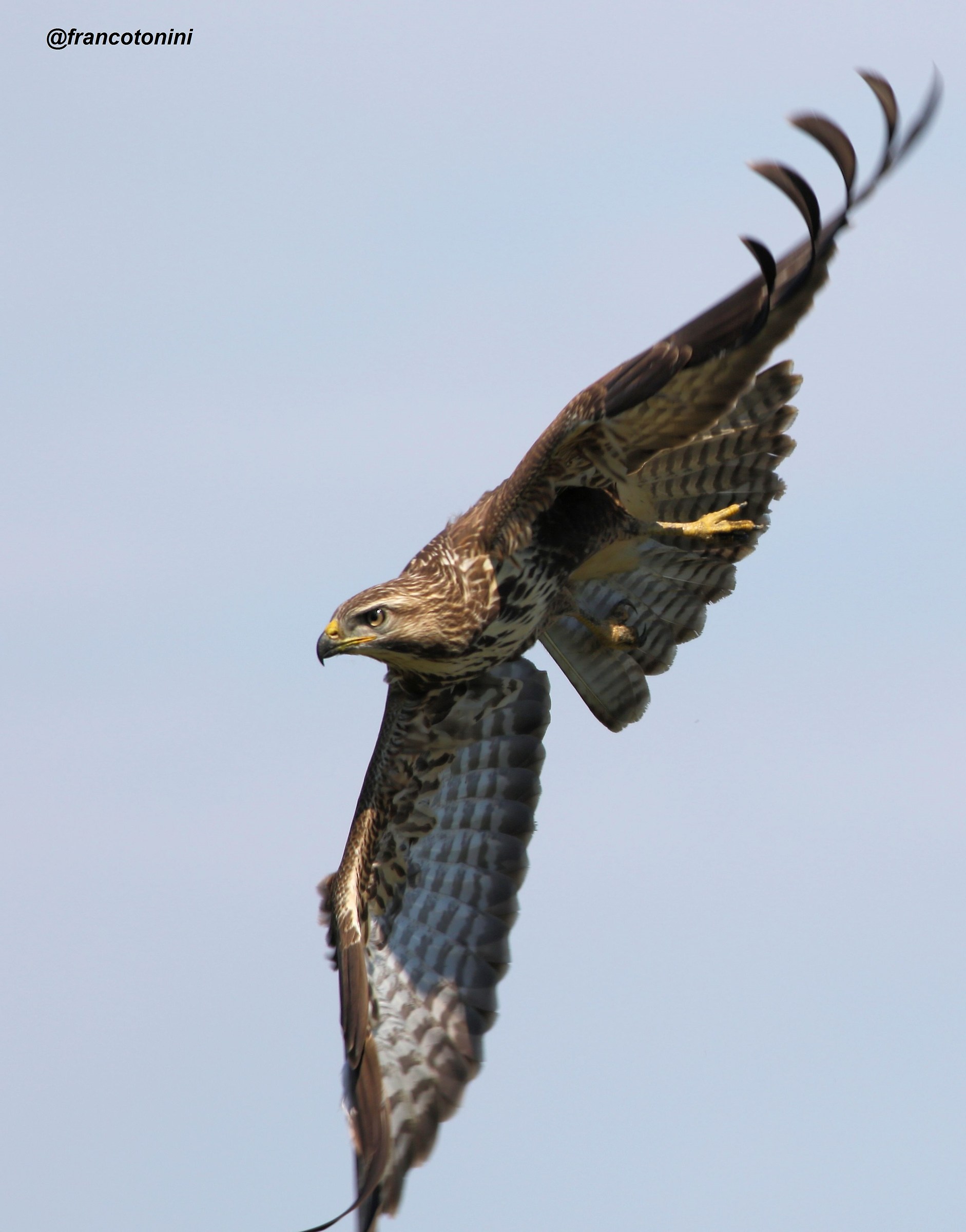 Buzzard
