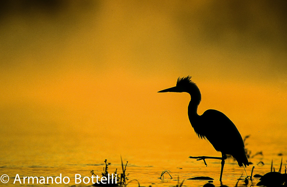 Heron at dawn on the Ticino
