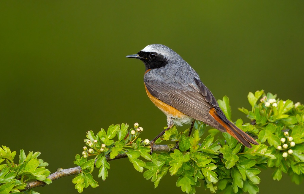 Male Redstart