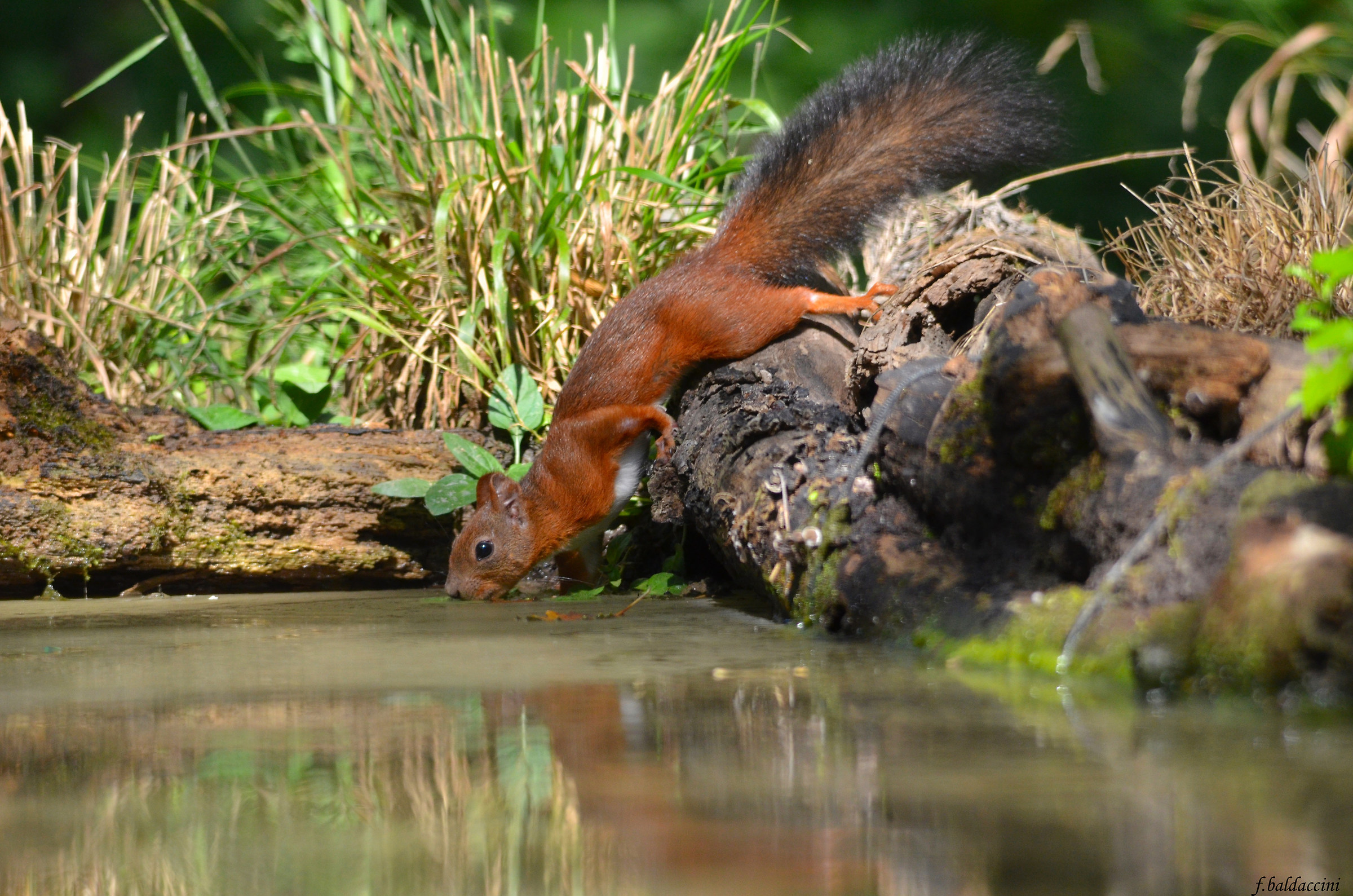 in the forest quenches