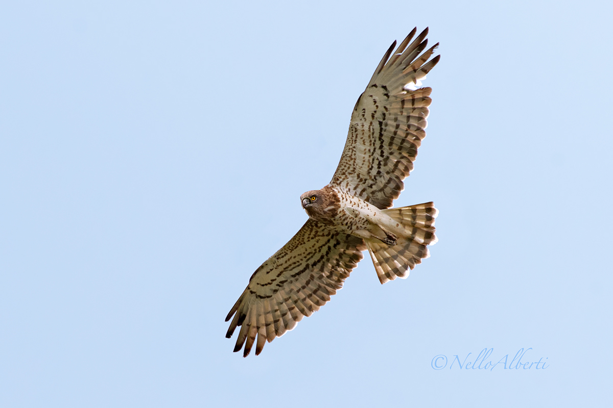 biancone con coda di una preda fuori dal becco