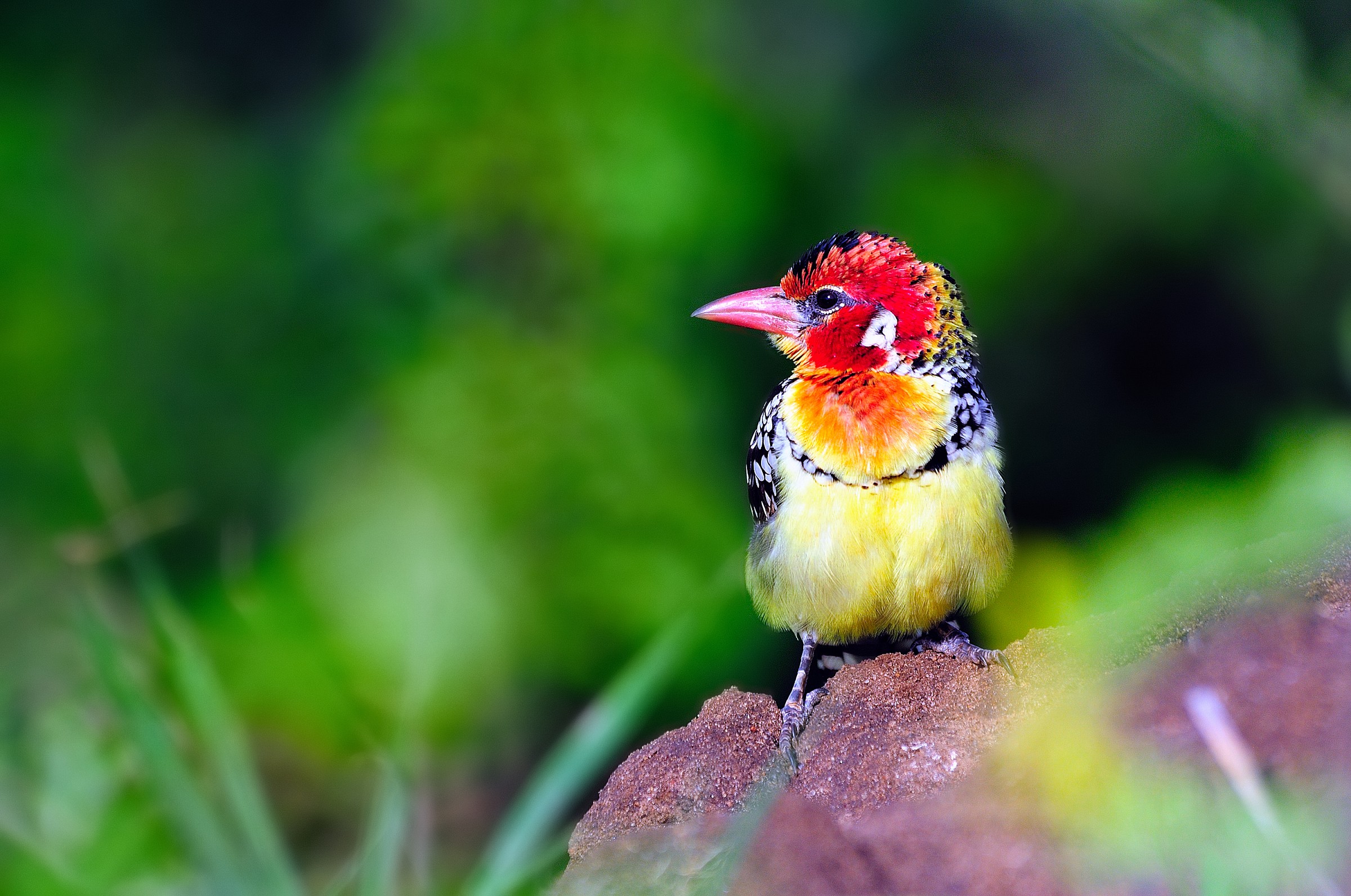 Taranghire - Tessitore?