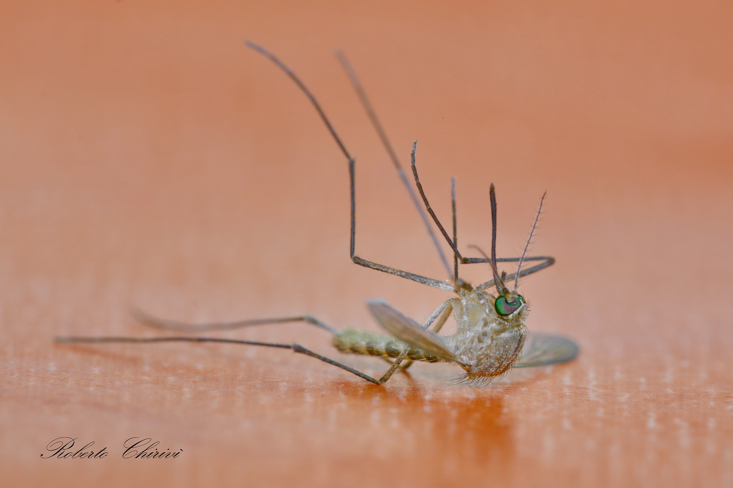 Vape-nsiero... sull'ali stecchite