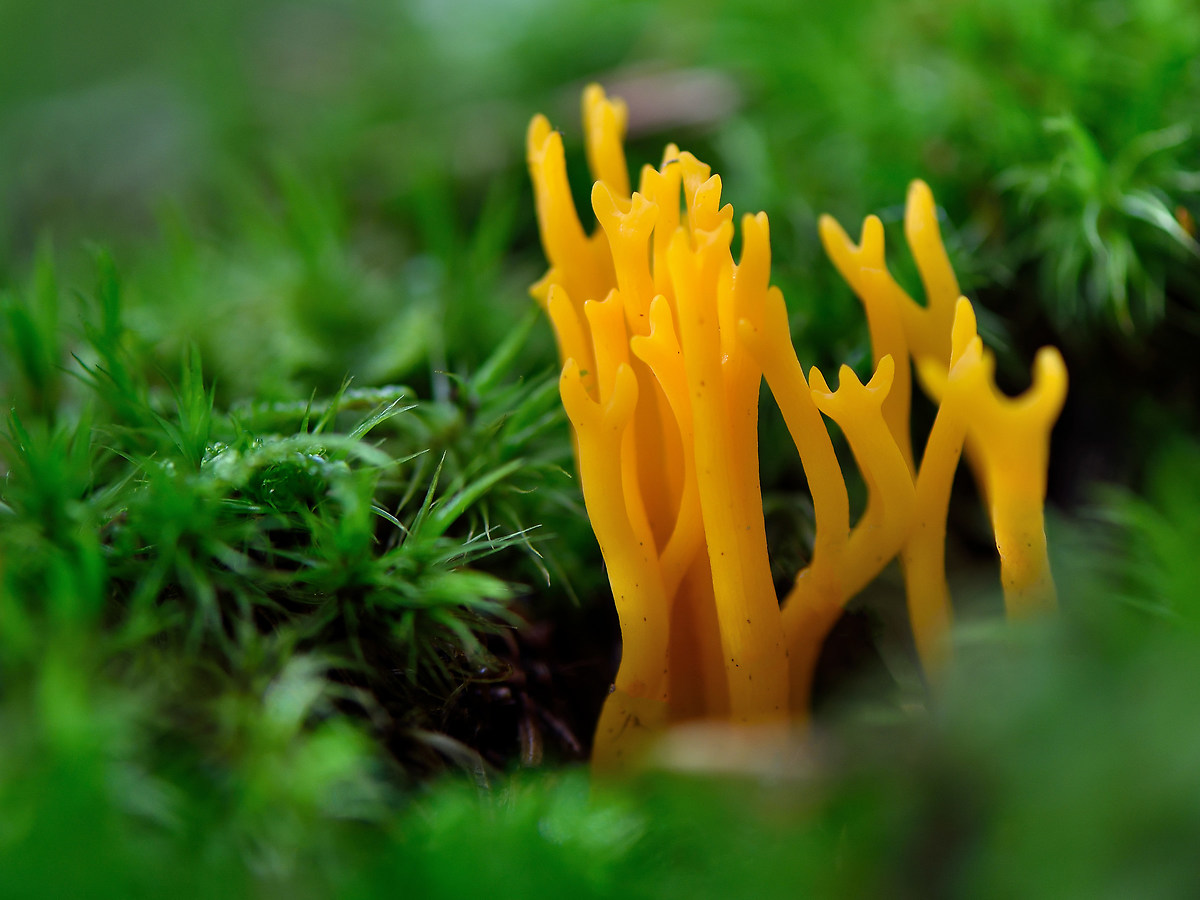 Ramaria Aurea 2