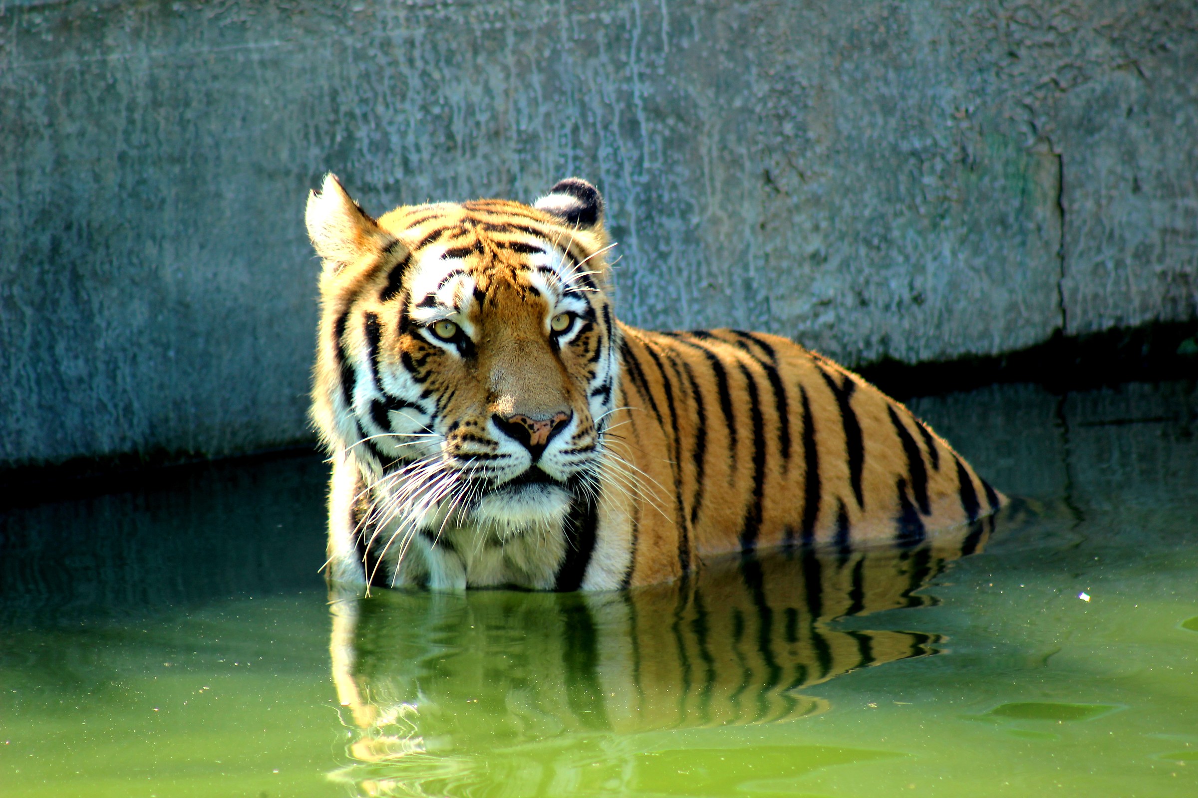 The bathroom of the Tiger (Pantera tigris)