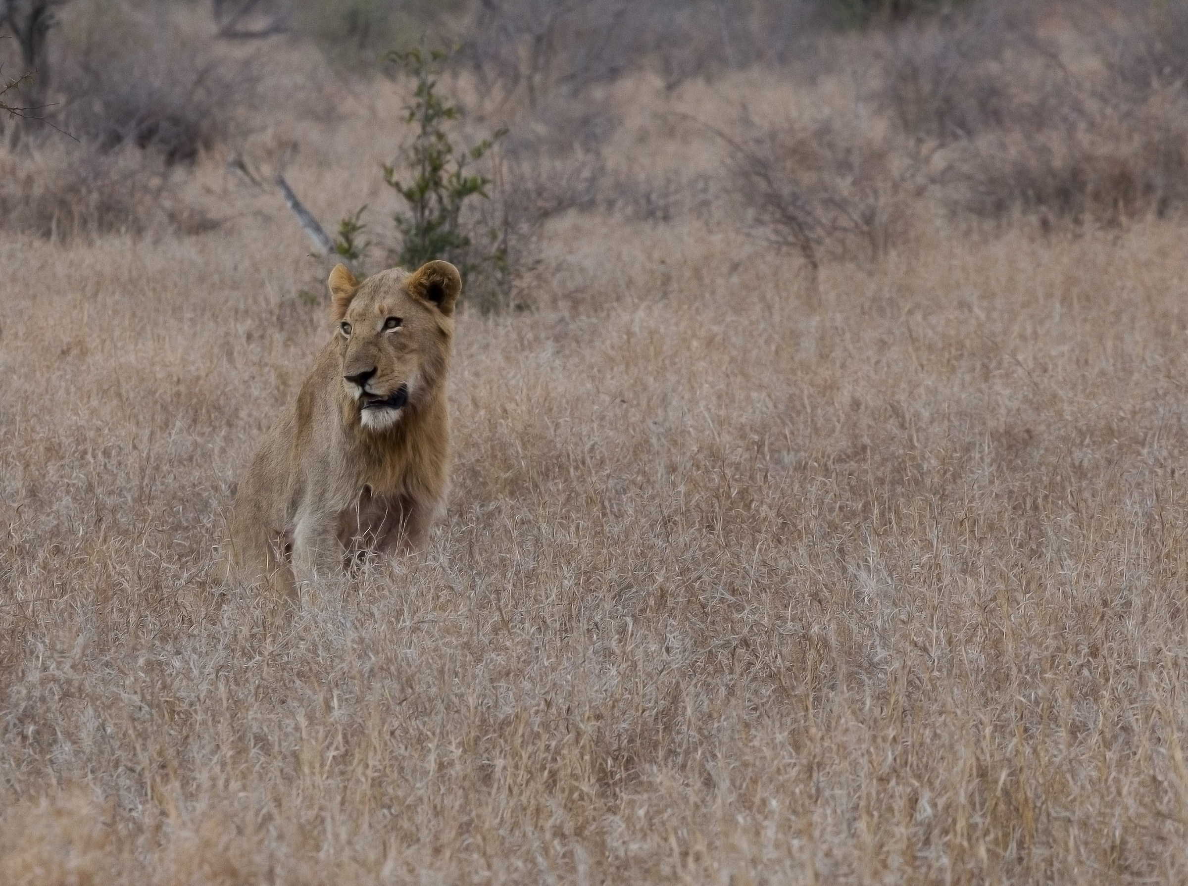The young king of the forest