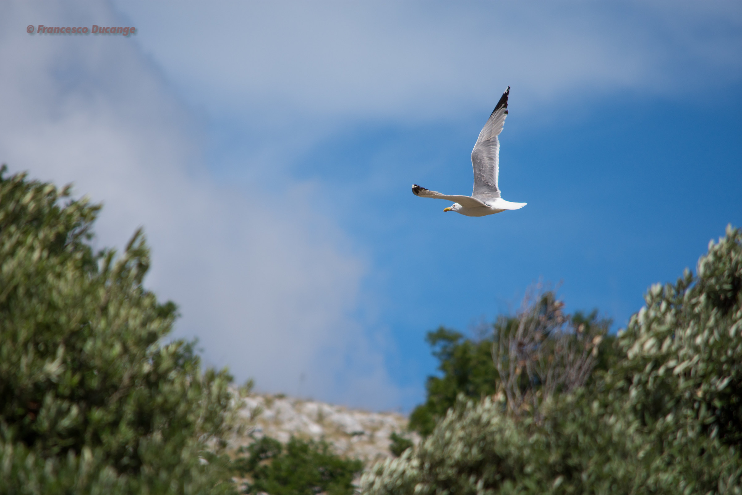 Seagull in the mountains