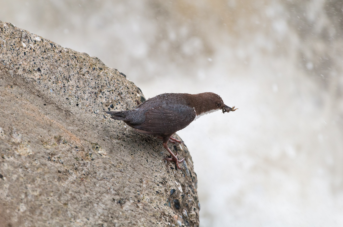 merlo acquaiolo di cristallo