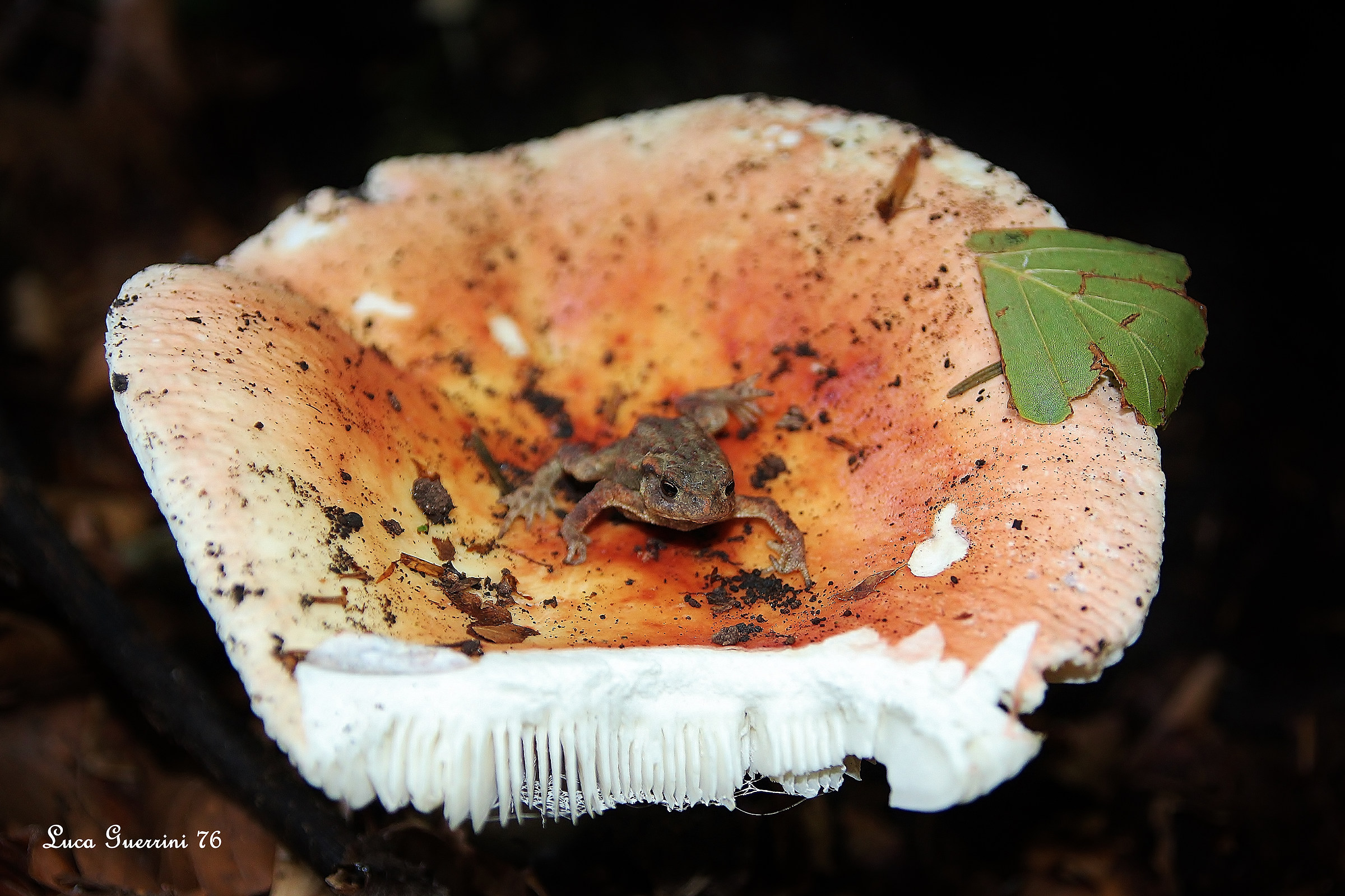 Russola + toad