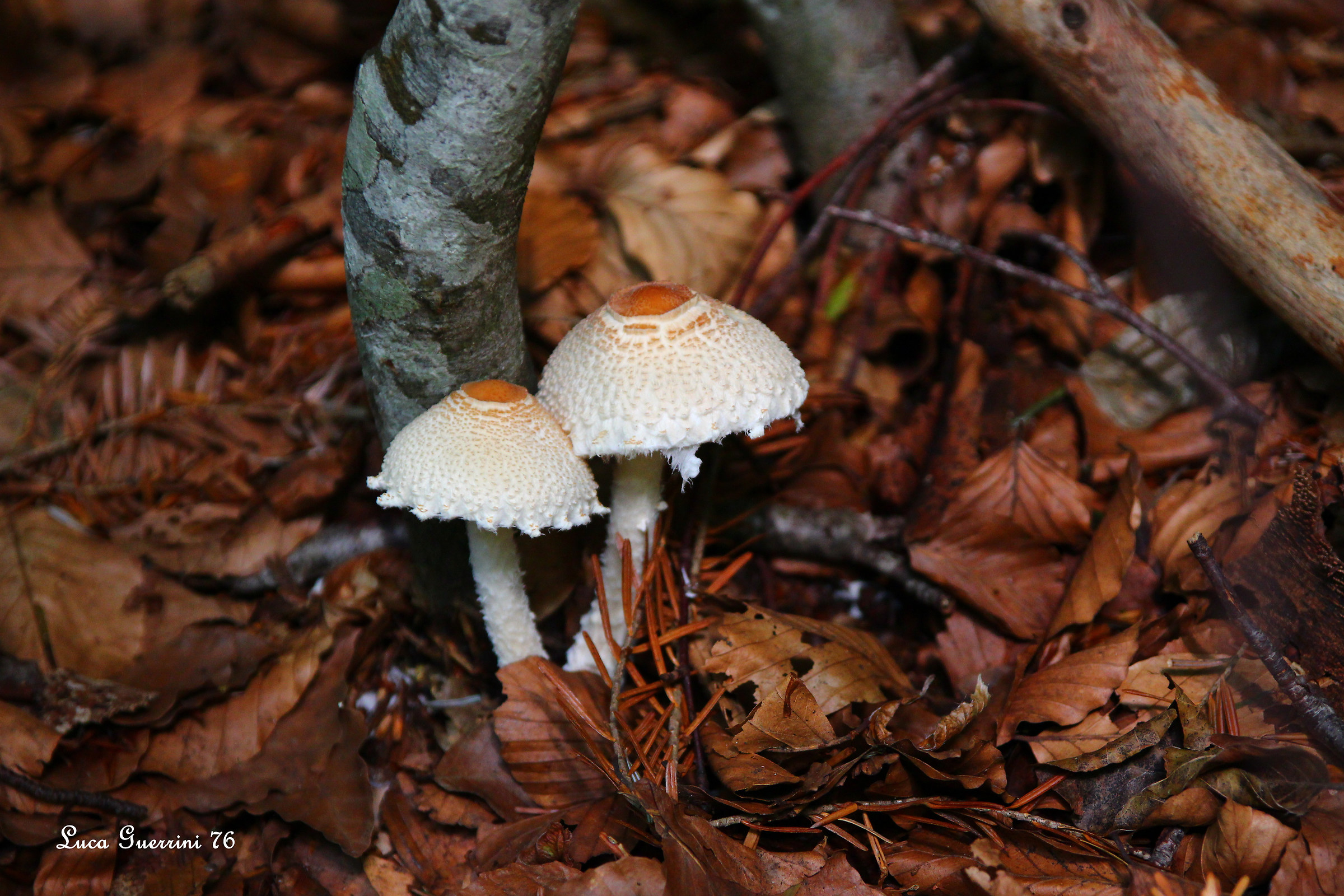 macrolepiota -mazze drum