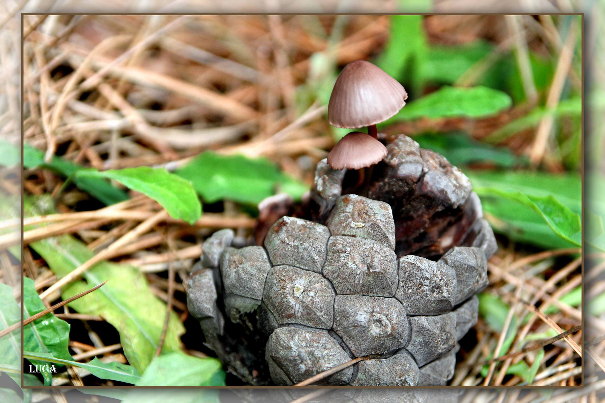 Mycena seynii with pinecone