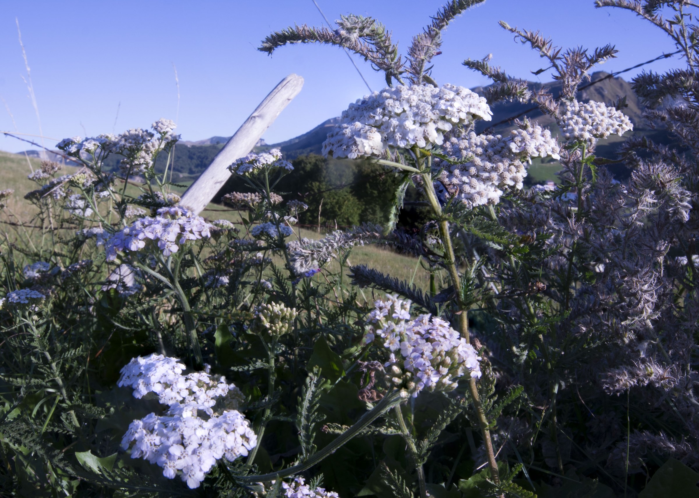 Flowering late summer
