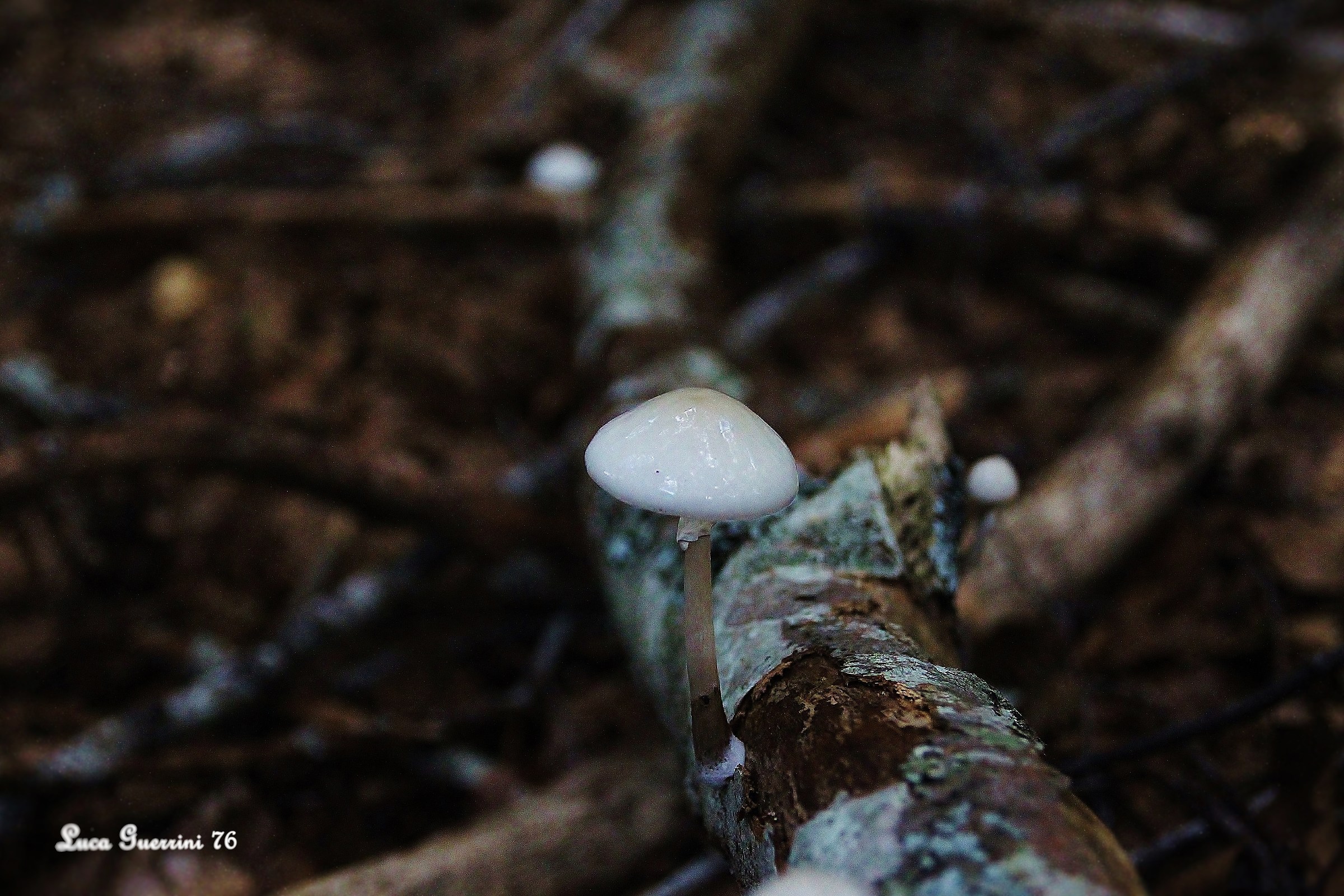 Oudemansiella mucida