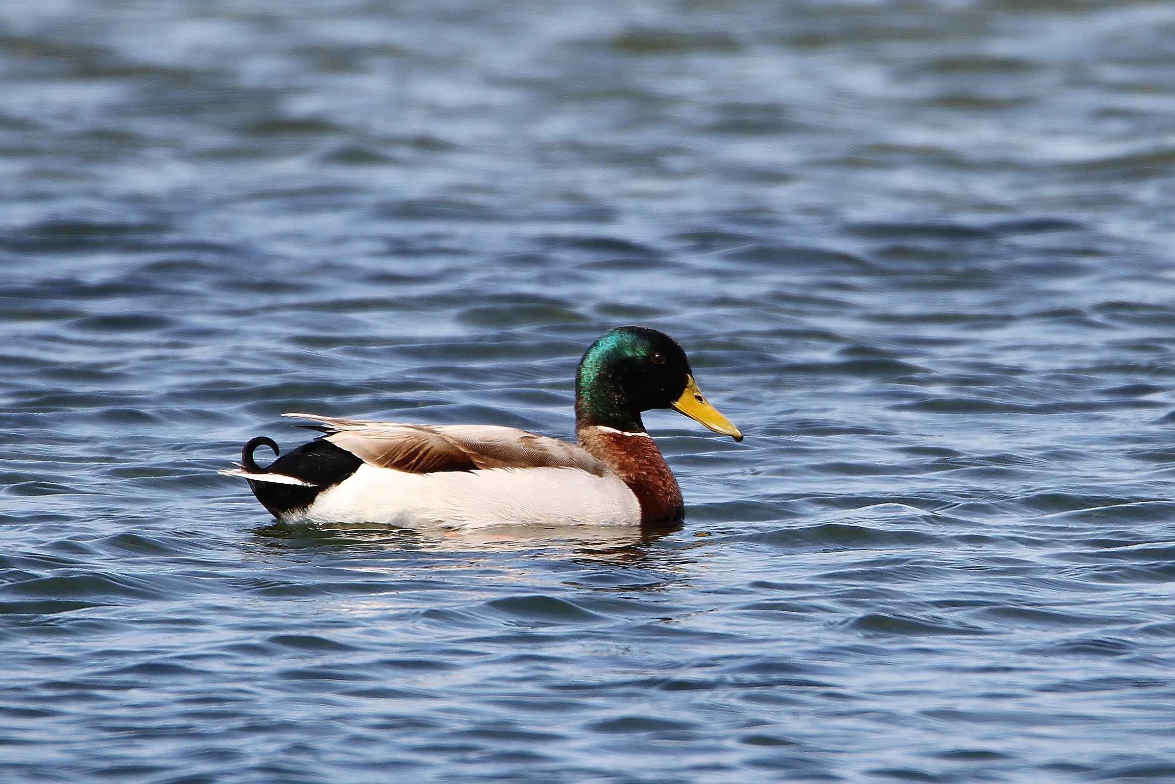 Mallard