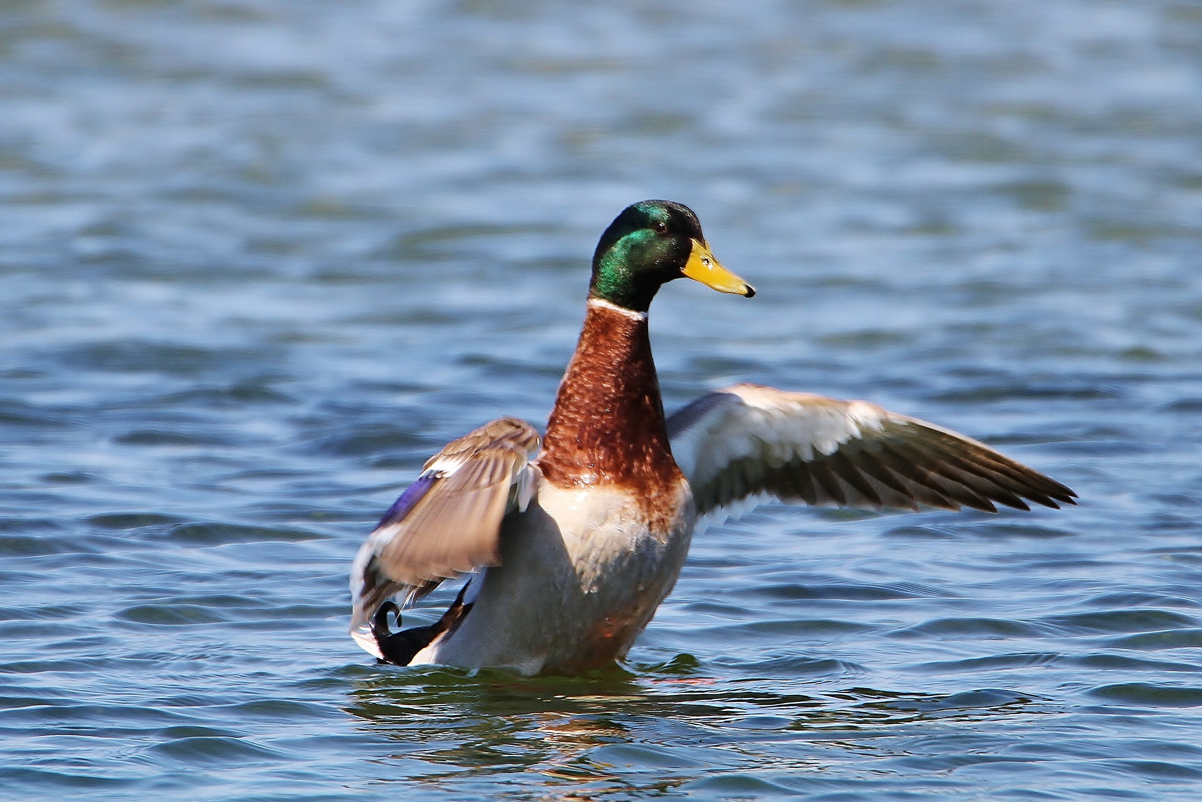 Mallard