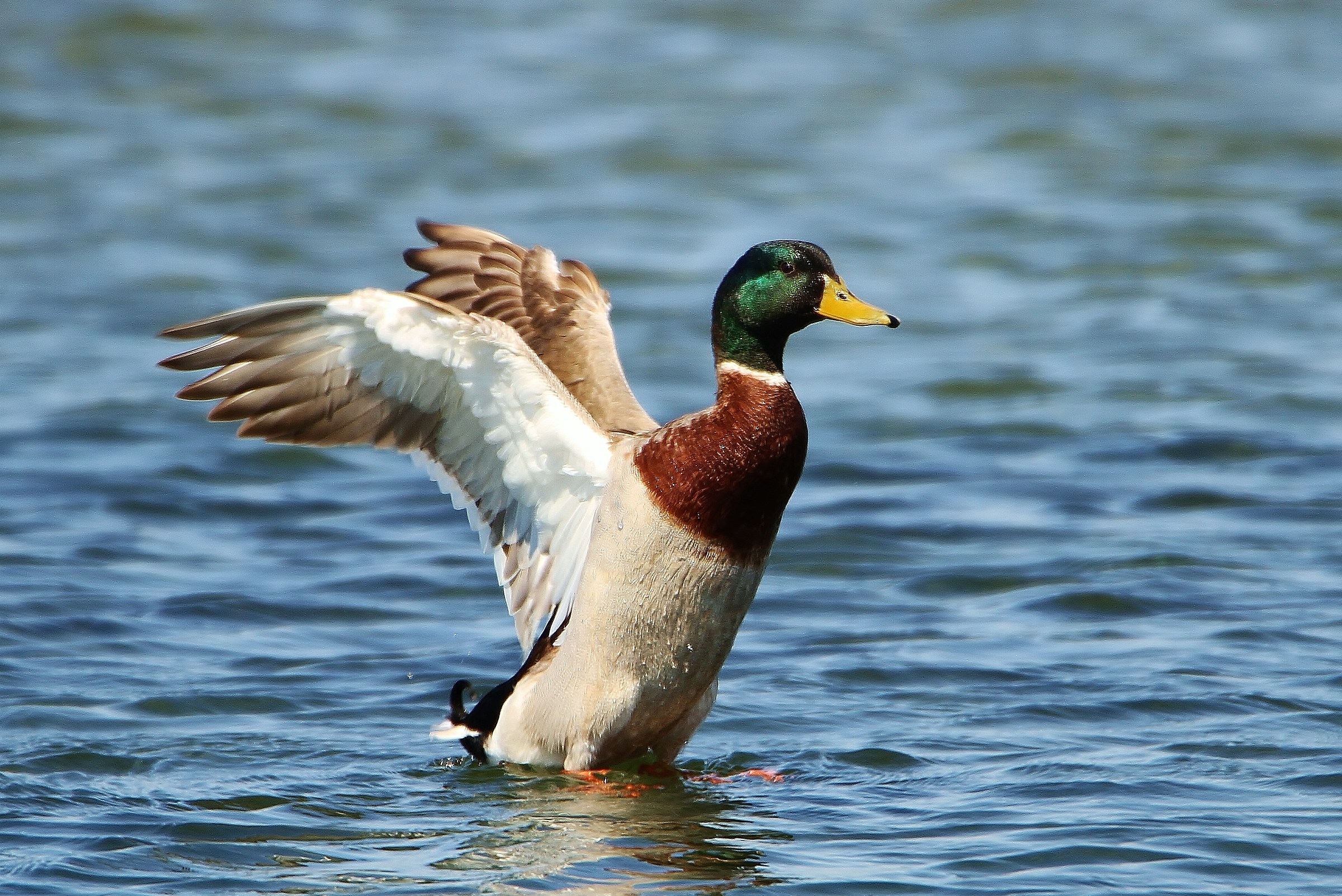 Mallard