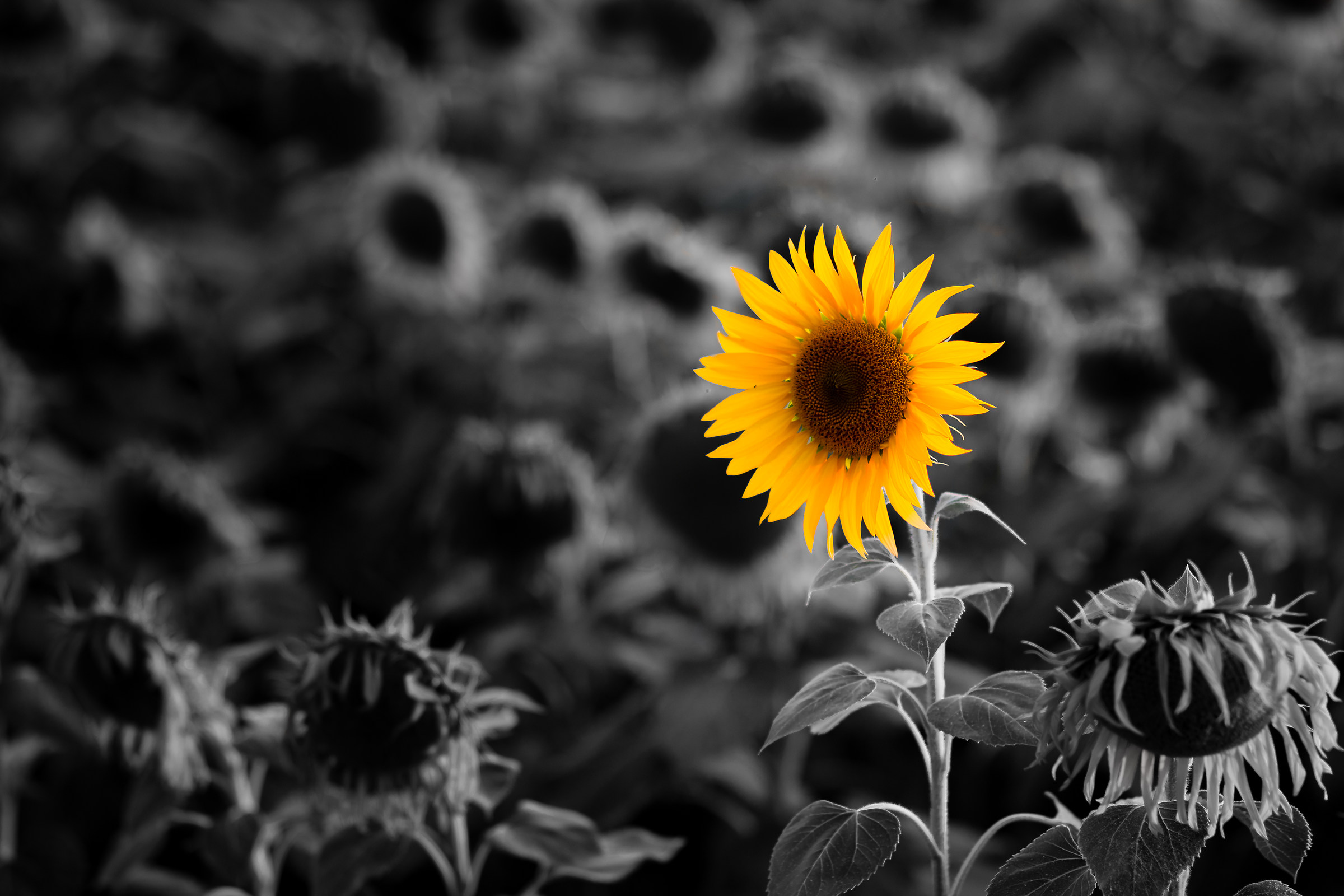 Alive - sopravvissuto