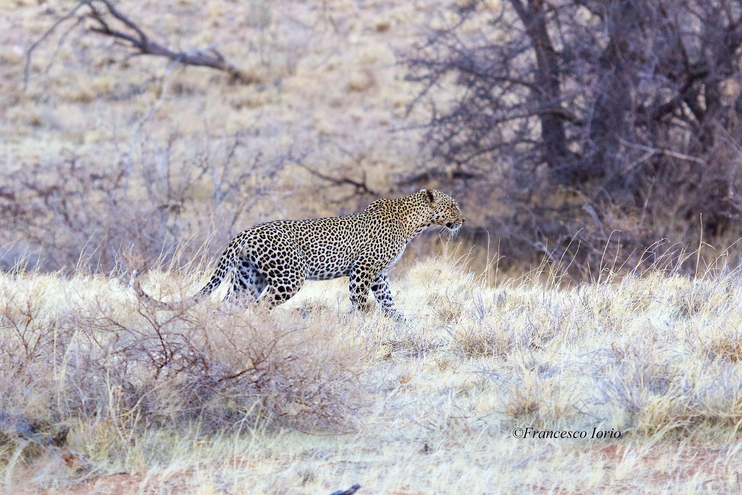 Leopard in Samburu