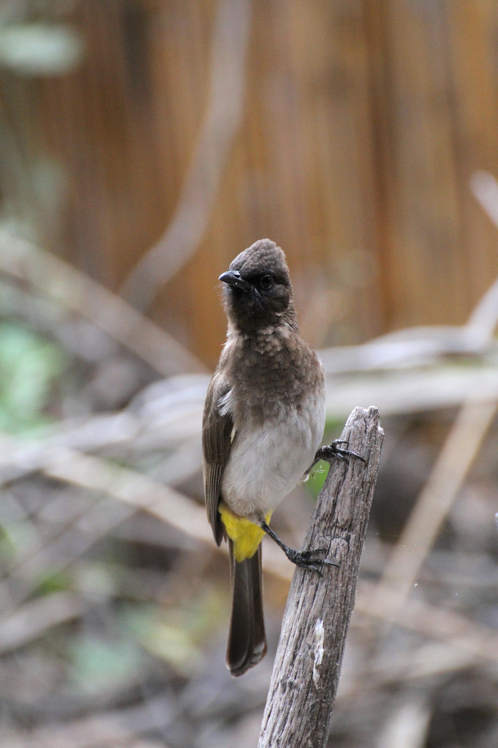 I rely on your wisdom .... what kind is it?