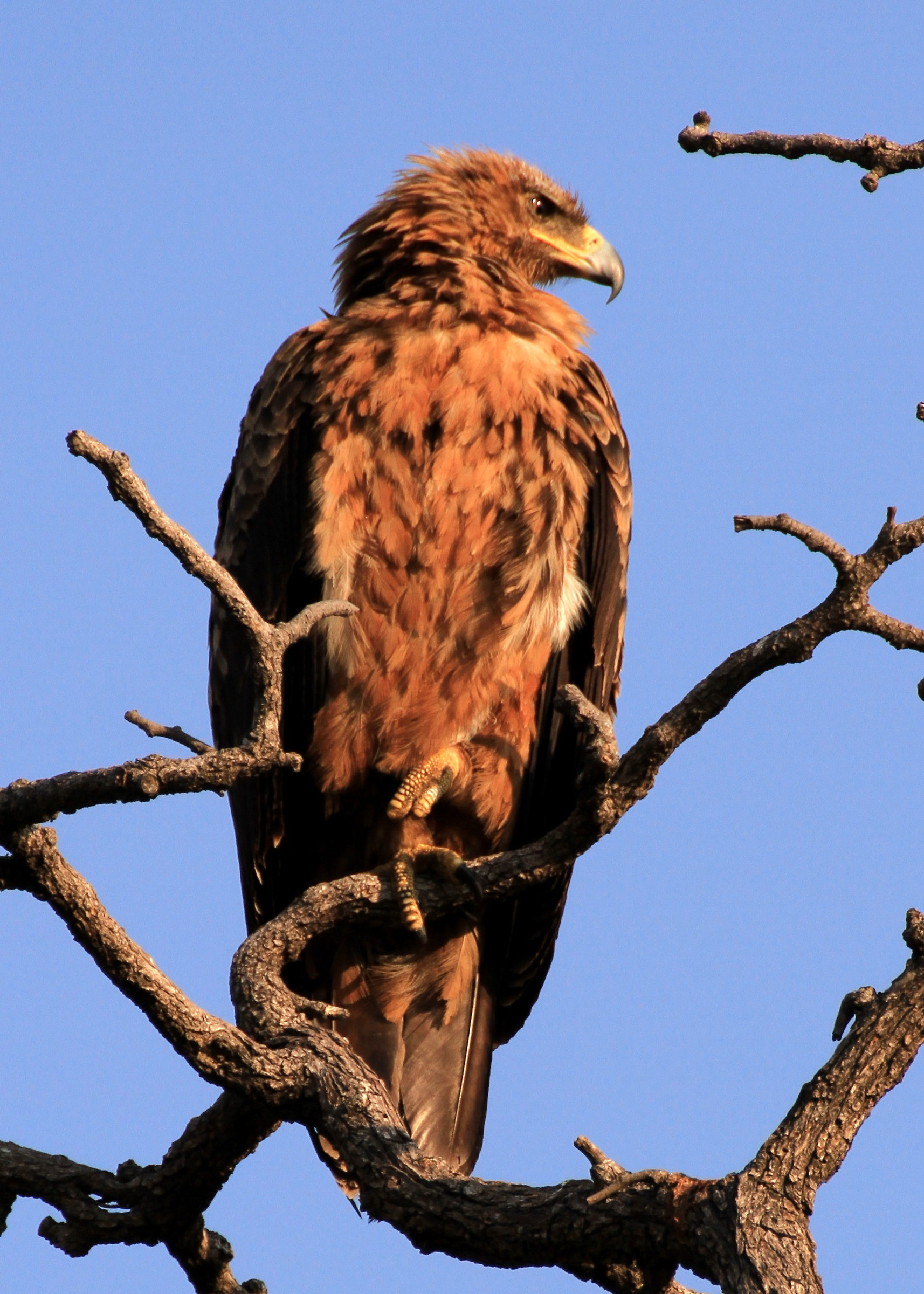 Golden Eagle
