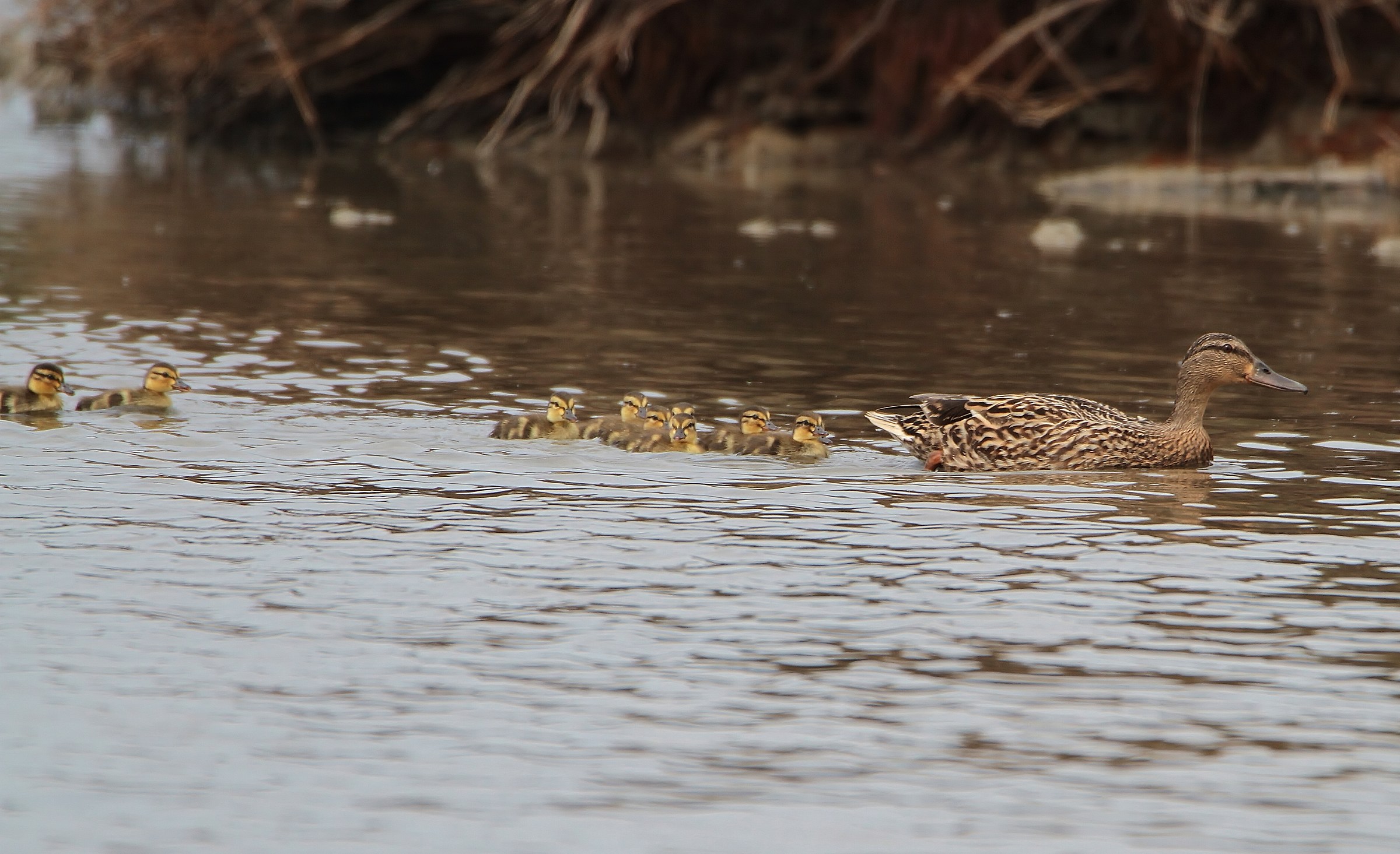Mallard with chicks
