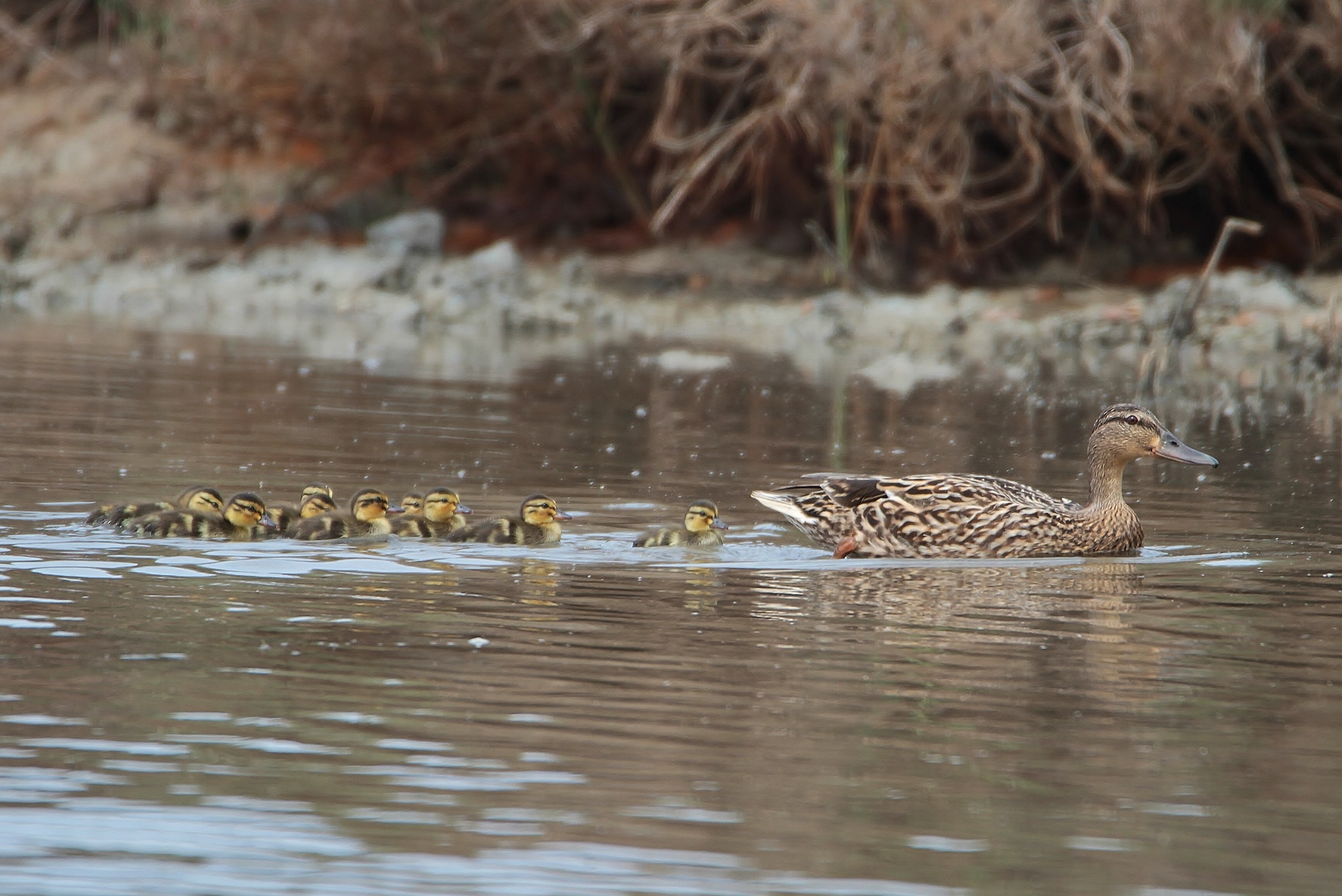 Mallard with chicks